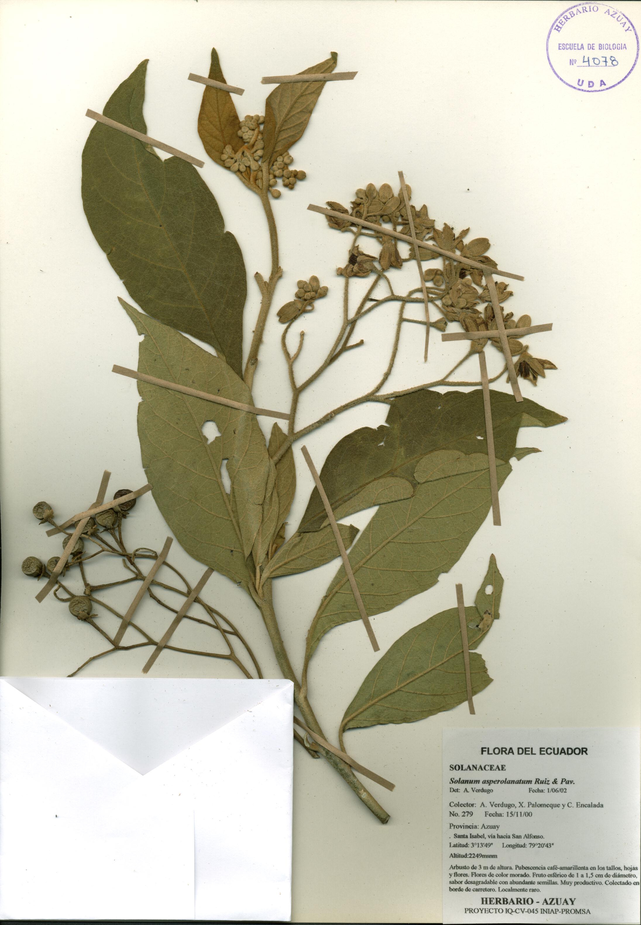 Solanum asperolanatum Ruiz & Pav.