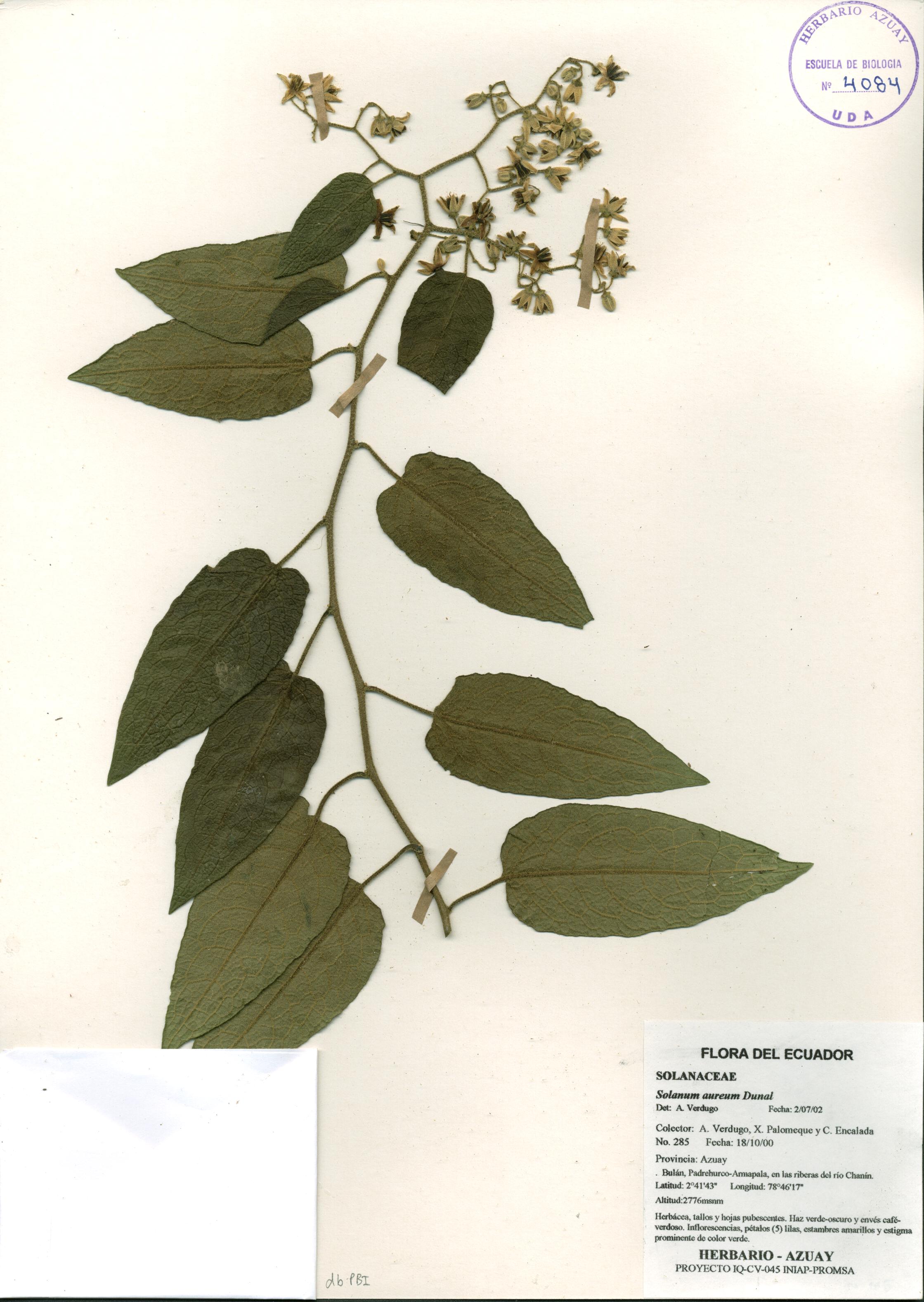 Solanum aureum Dunal