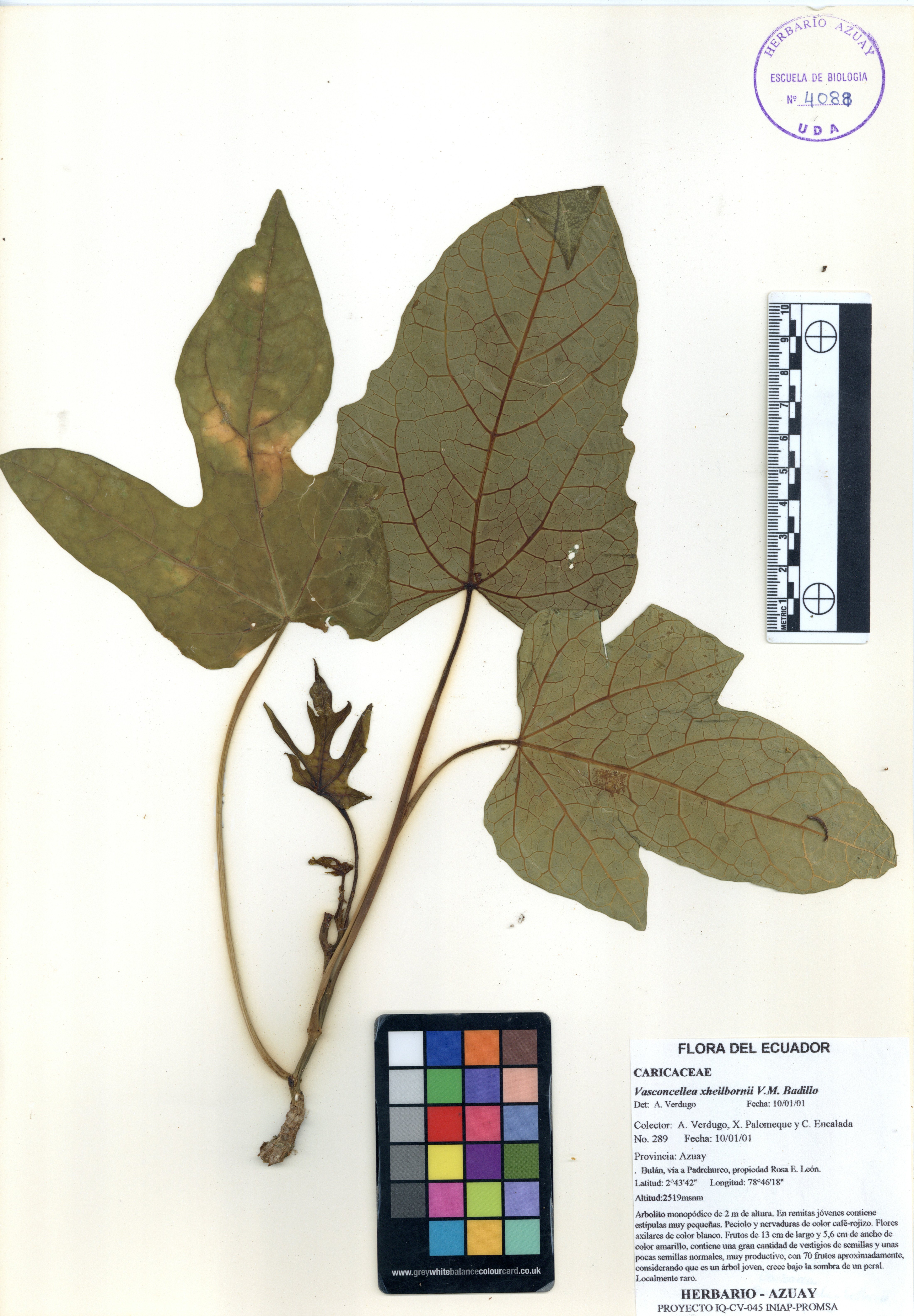 Vasconcellea xheilbornii V.M. Badillo