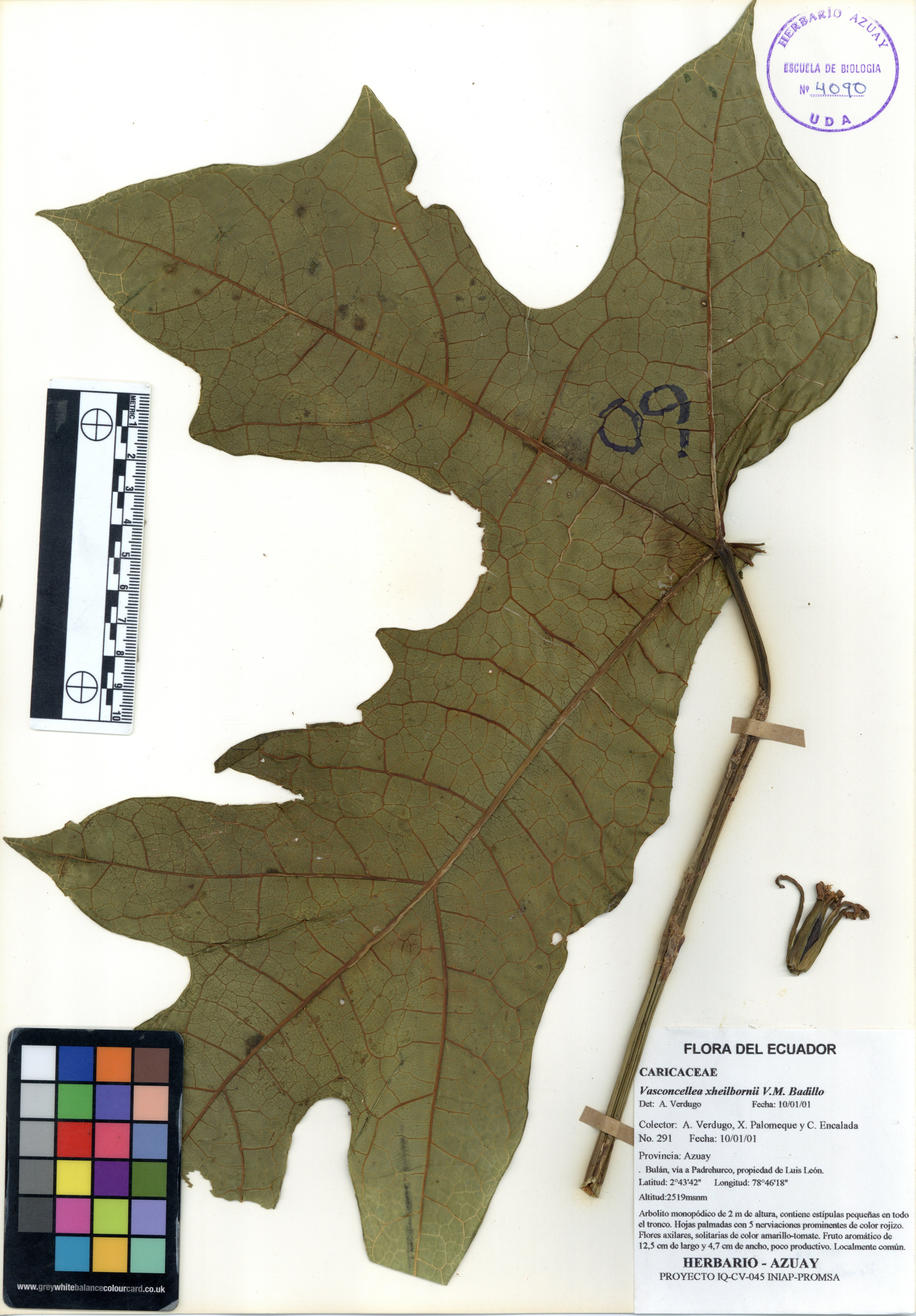 Vasconcellea xheilbornii V.M. Badillo