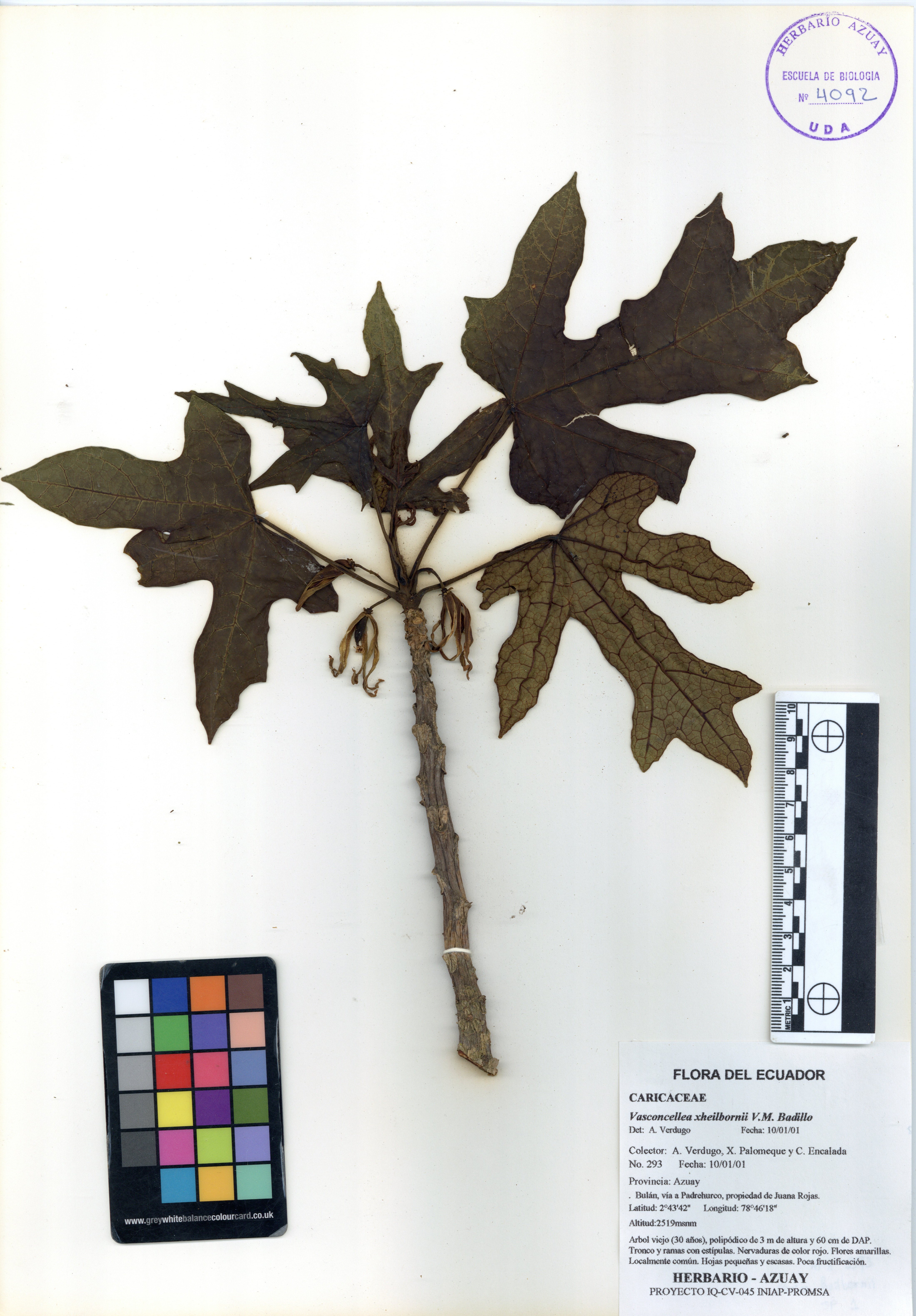Vasconcellea xheilbornii V.M. Badillo