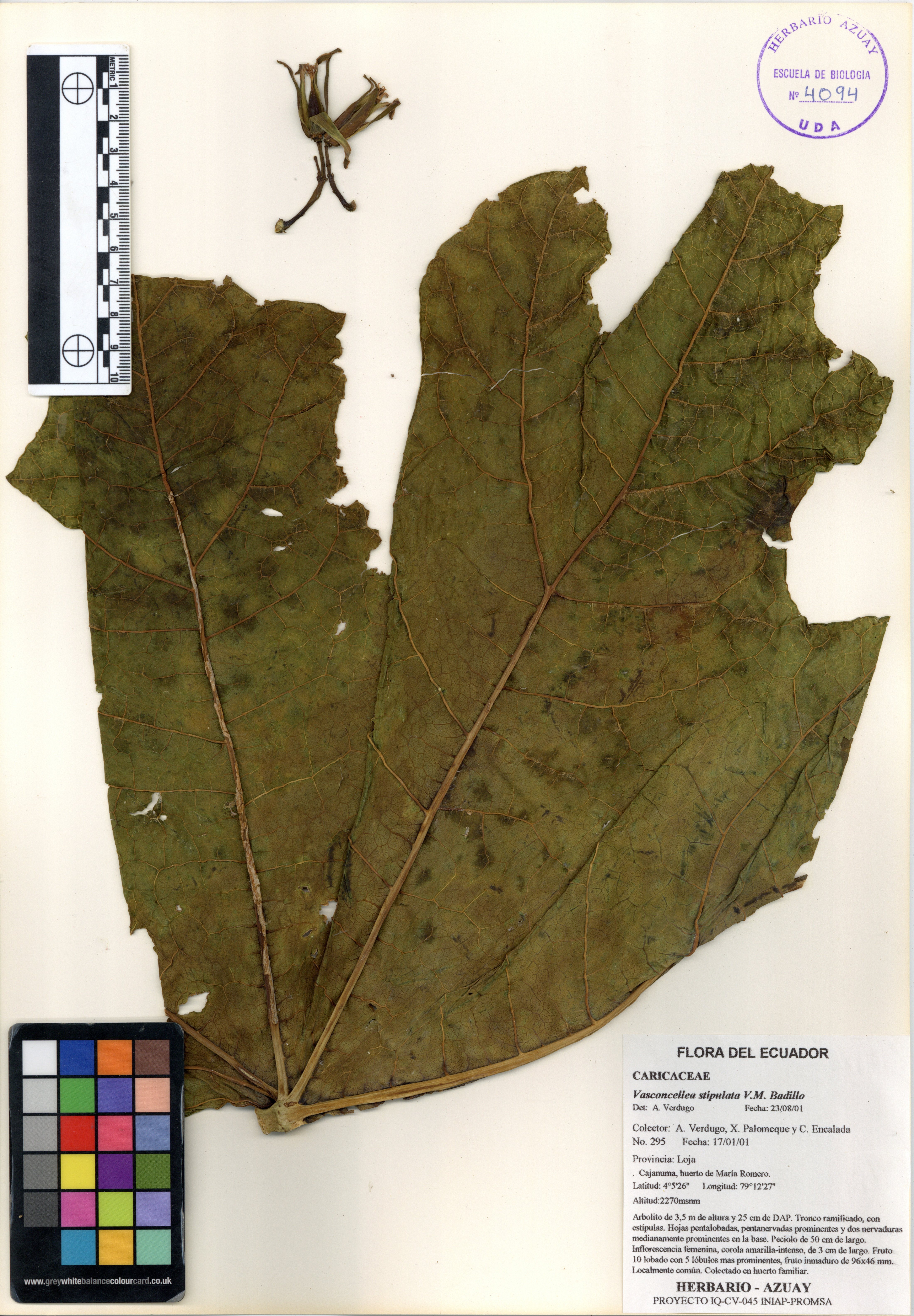 Vasconcellea stipulata V.M. Badillo