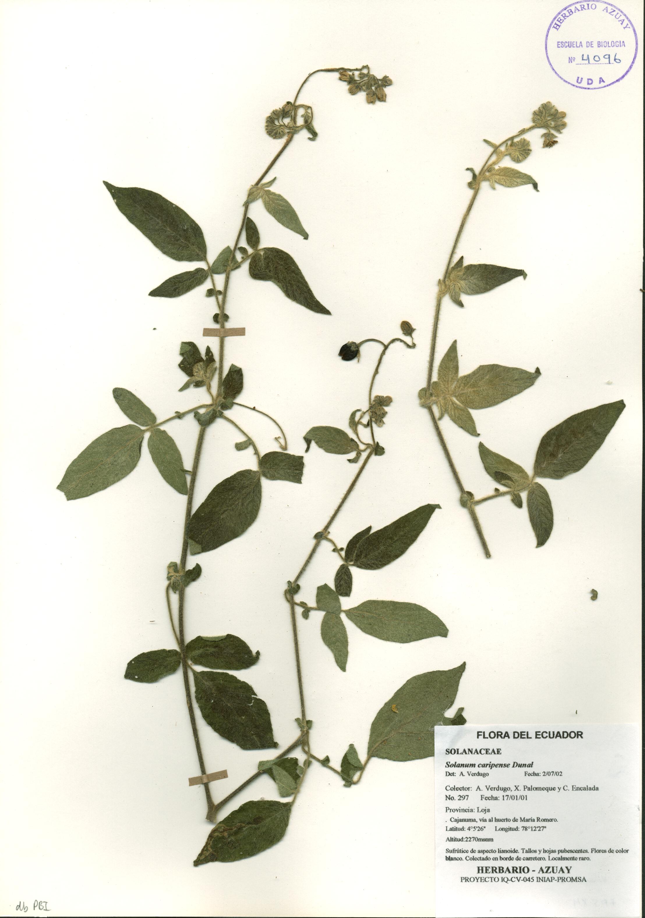 Solanum caripense Dunal