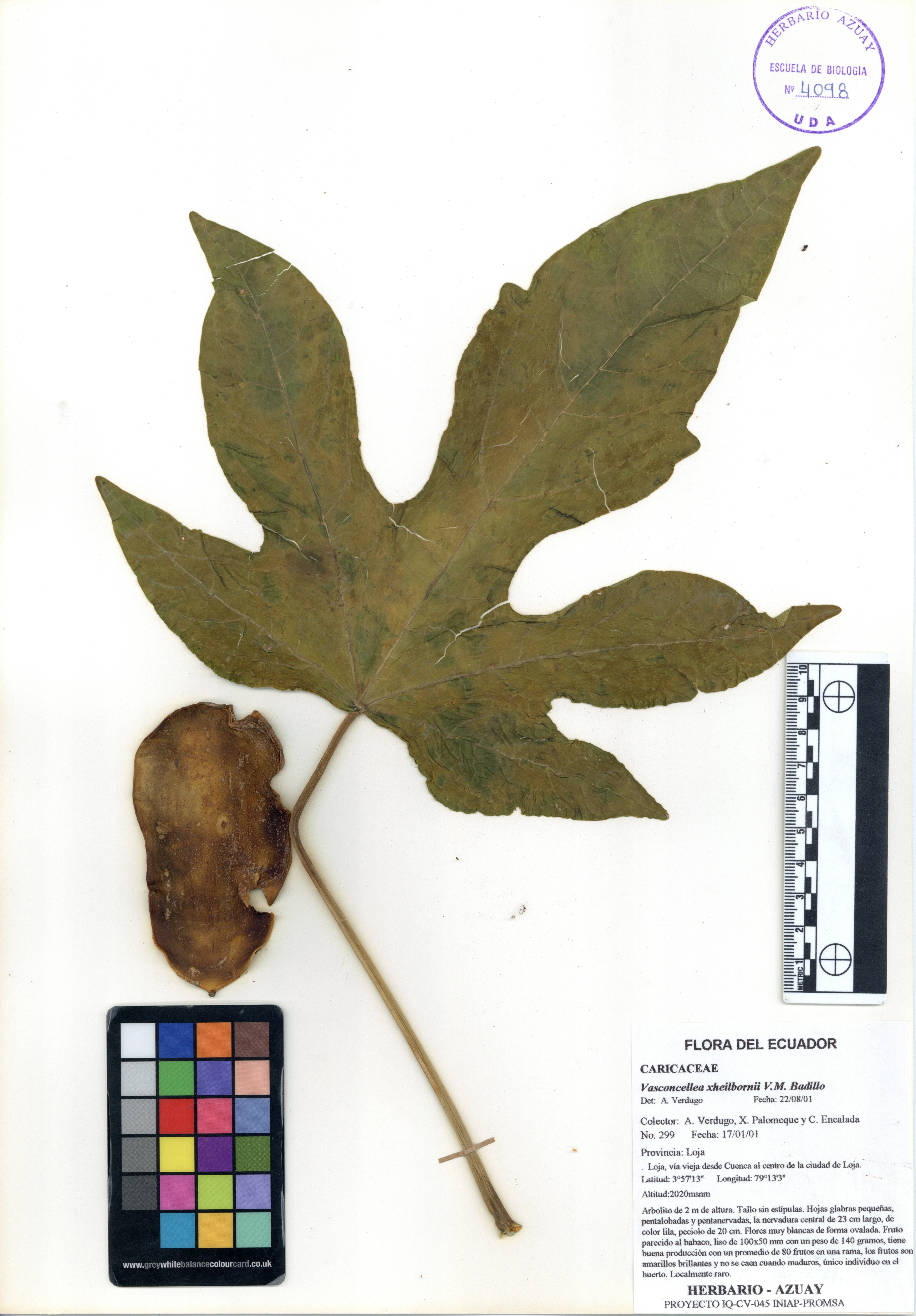 Vasconcellea xheilbornii V.M. Badillo