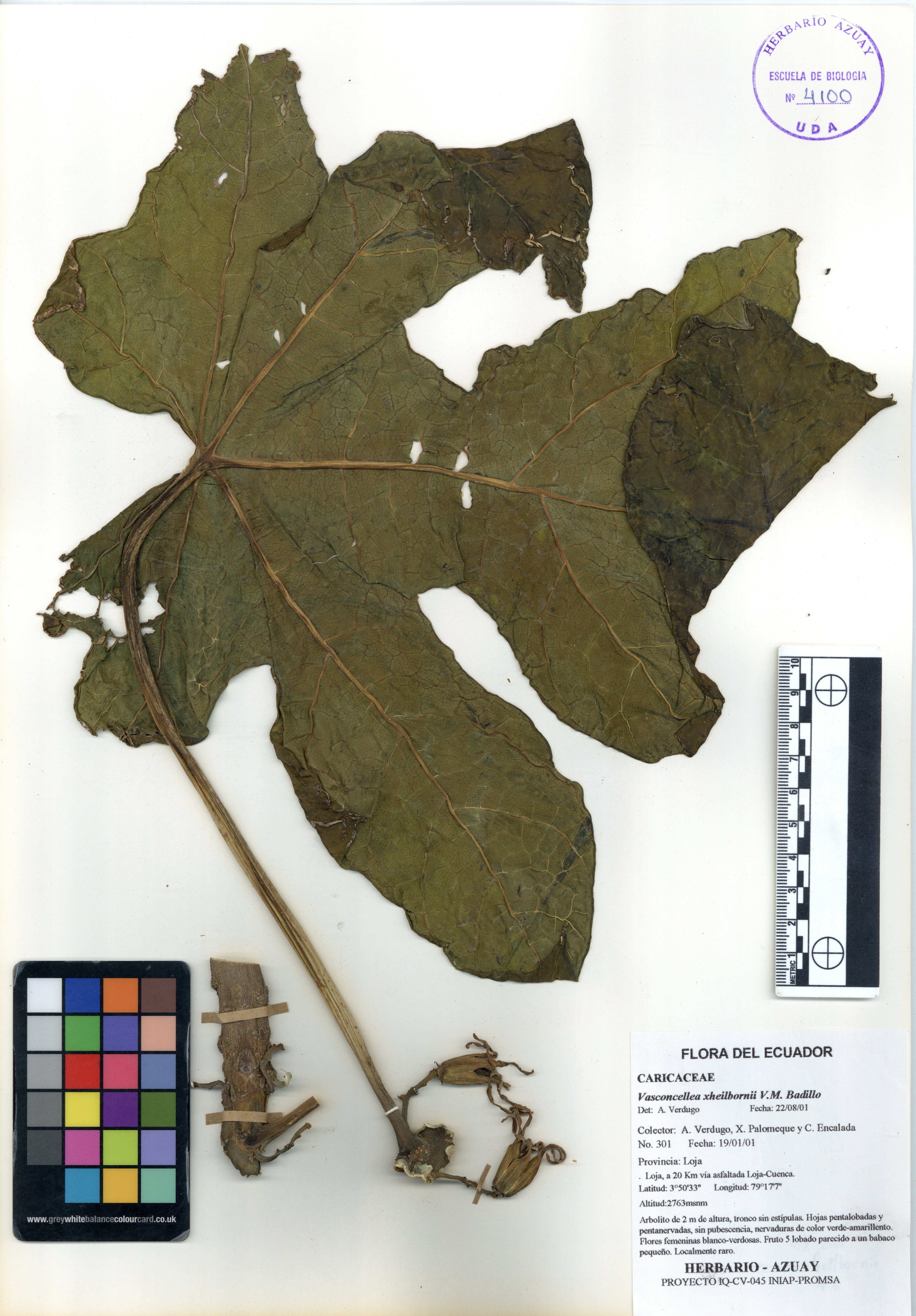 Vasconcellea xheilbornii V.M. Badillo