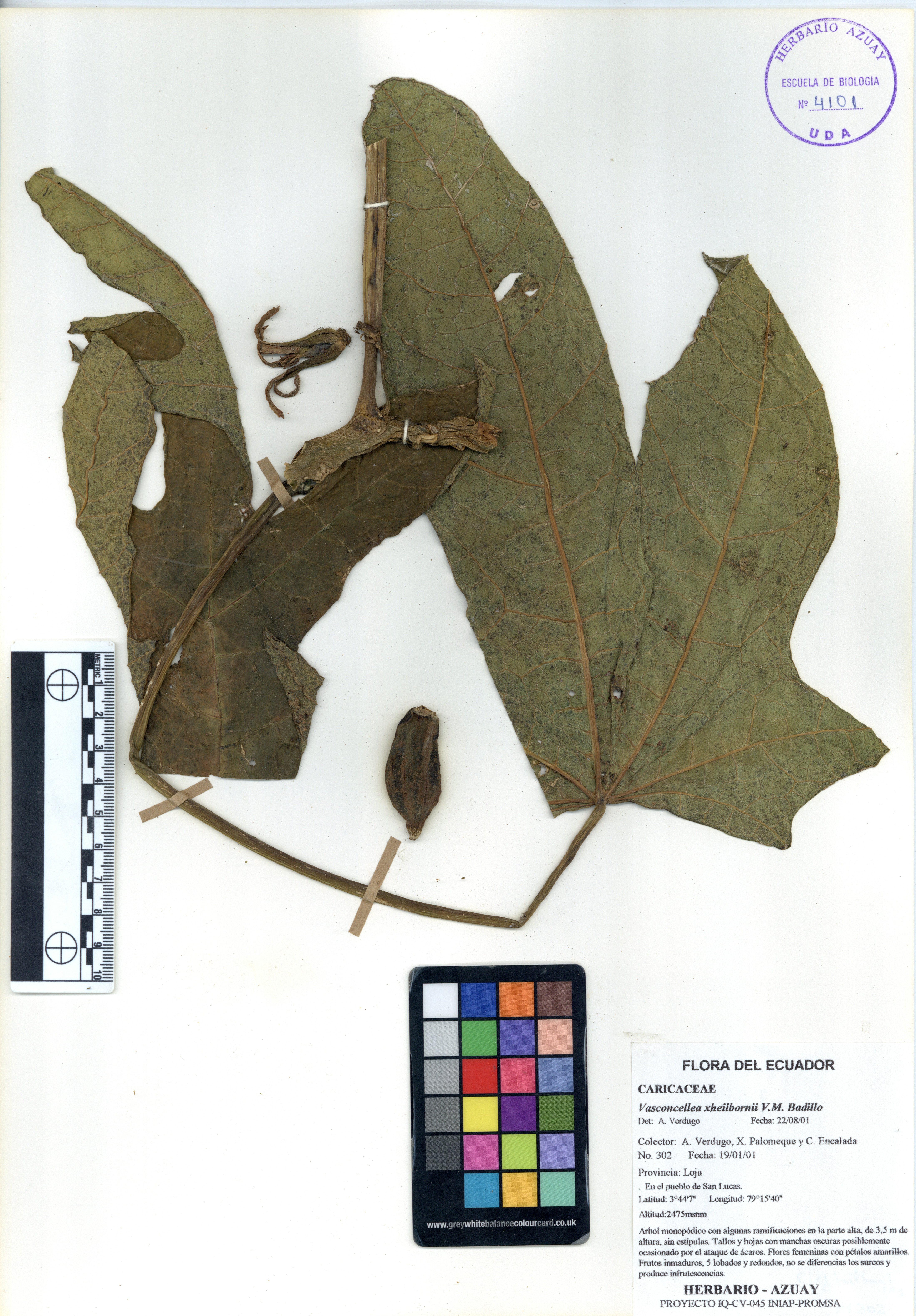Vasconcellea xheilbornii V.M. Badillo