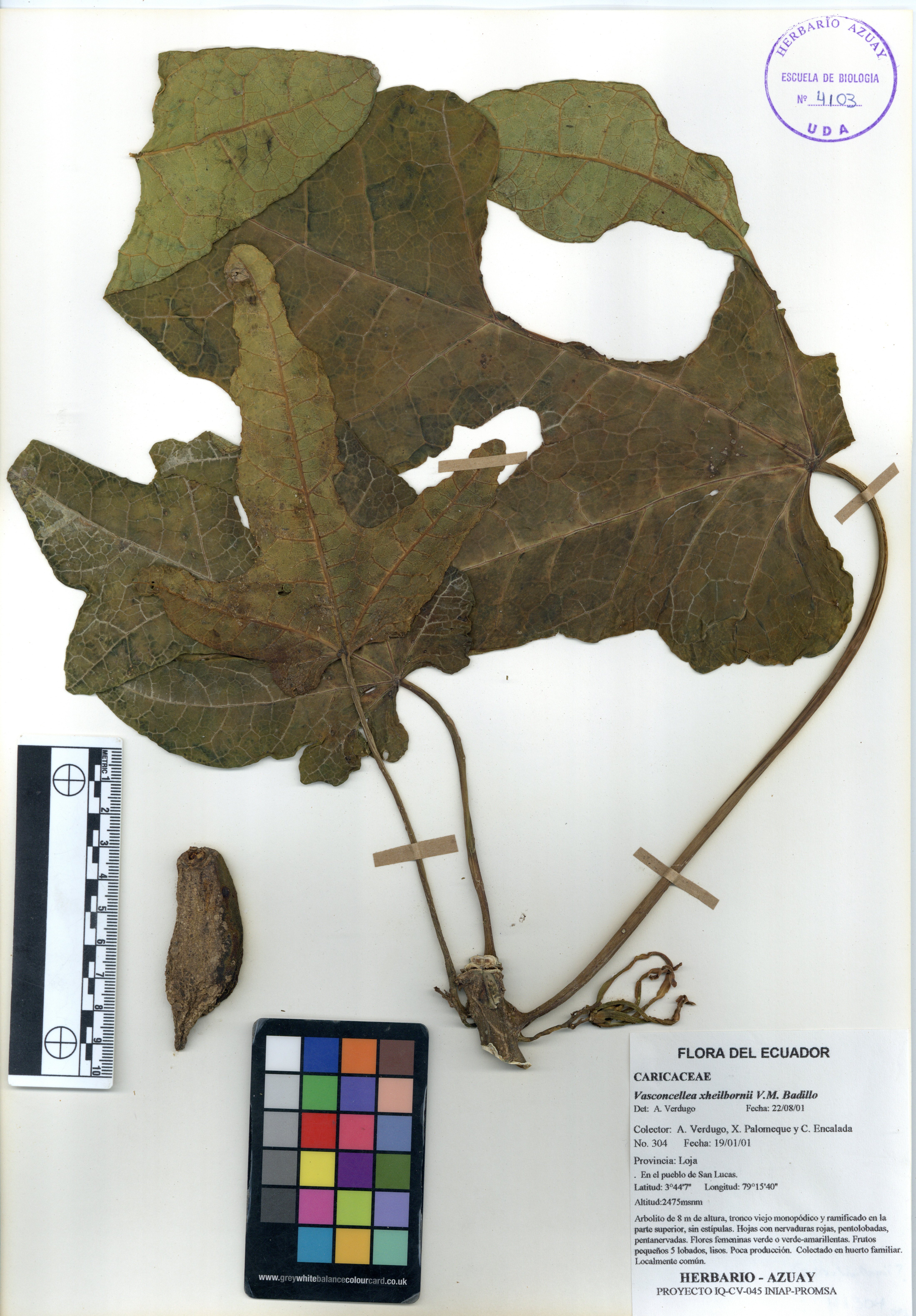 Vasconcellea xheilbornii V.M. Badillo