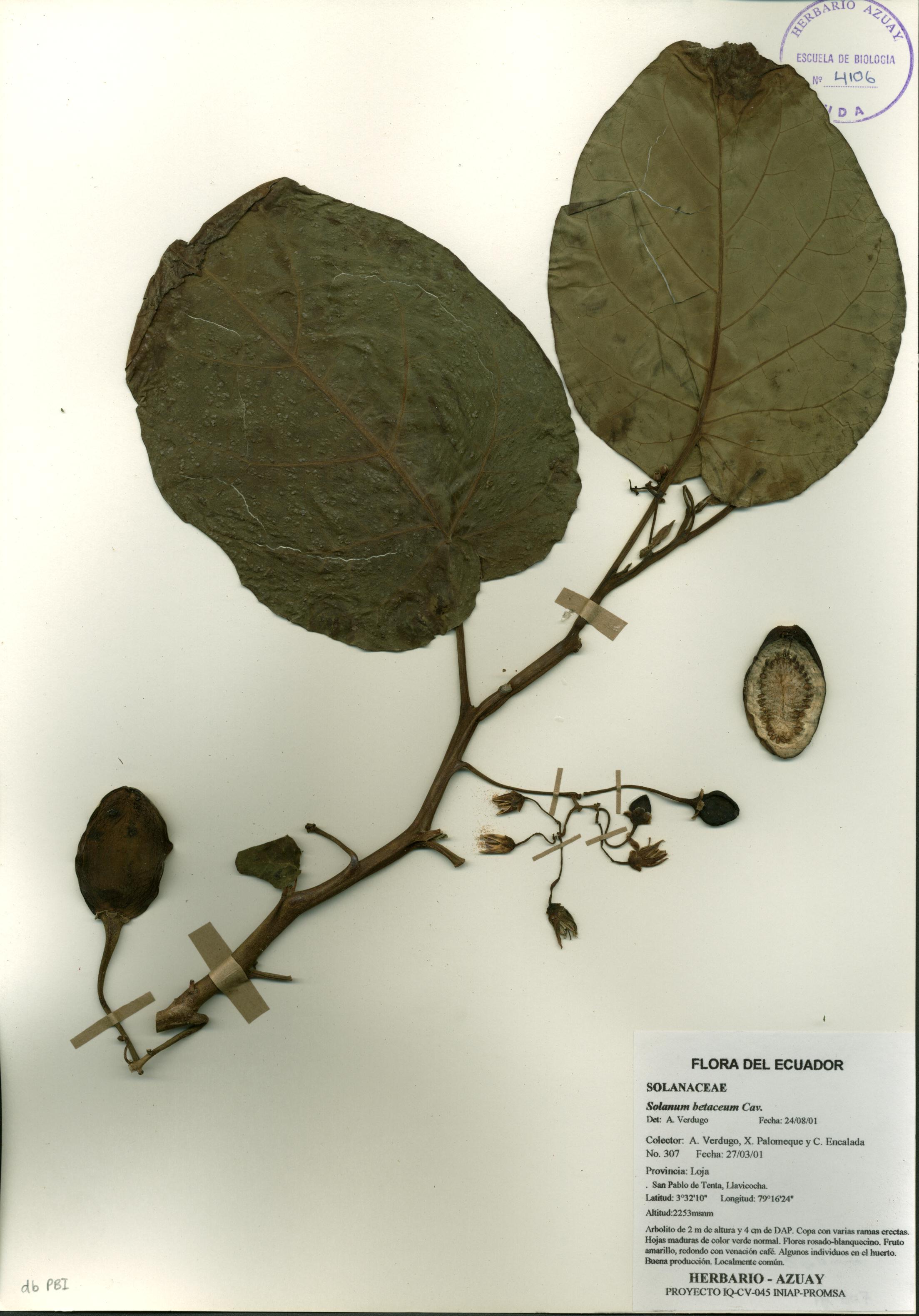 Solanum betaceum Cav.