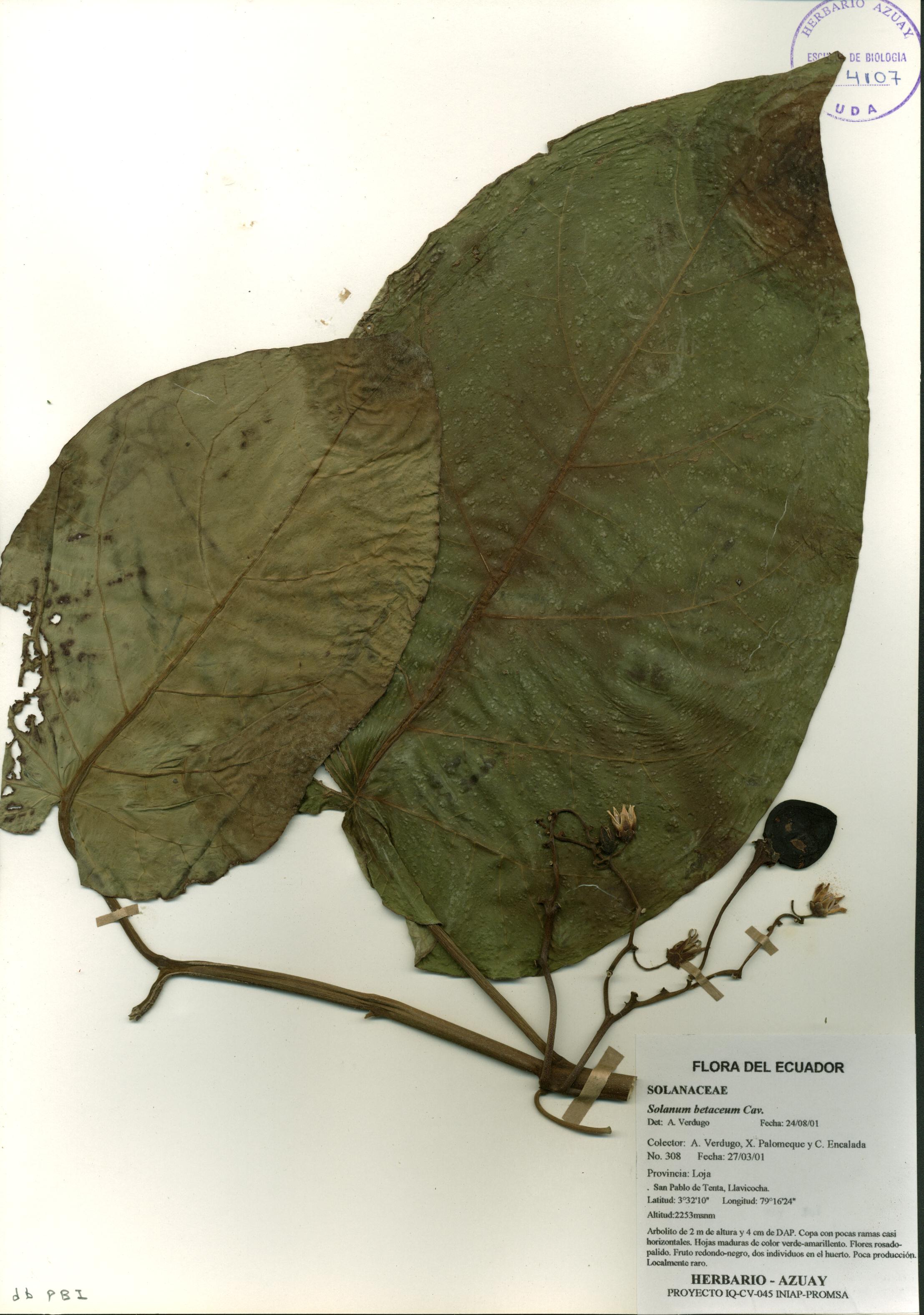 Solanum betaceum Cav.