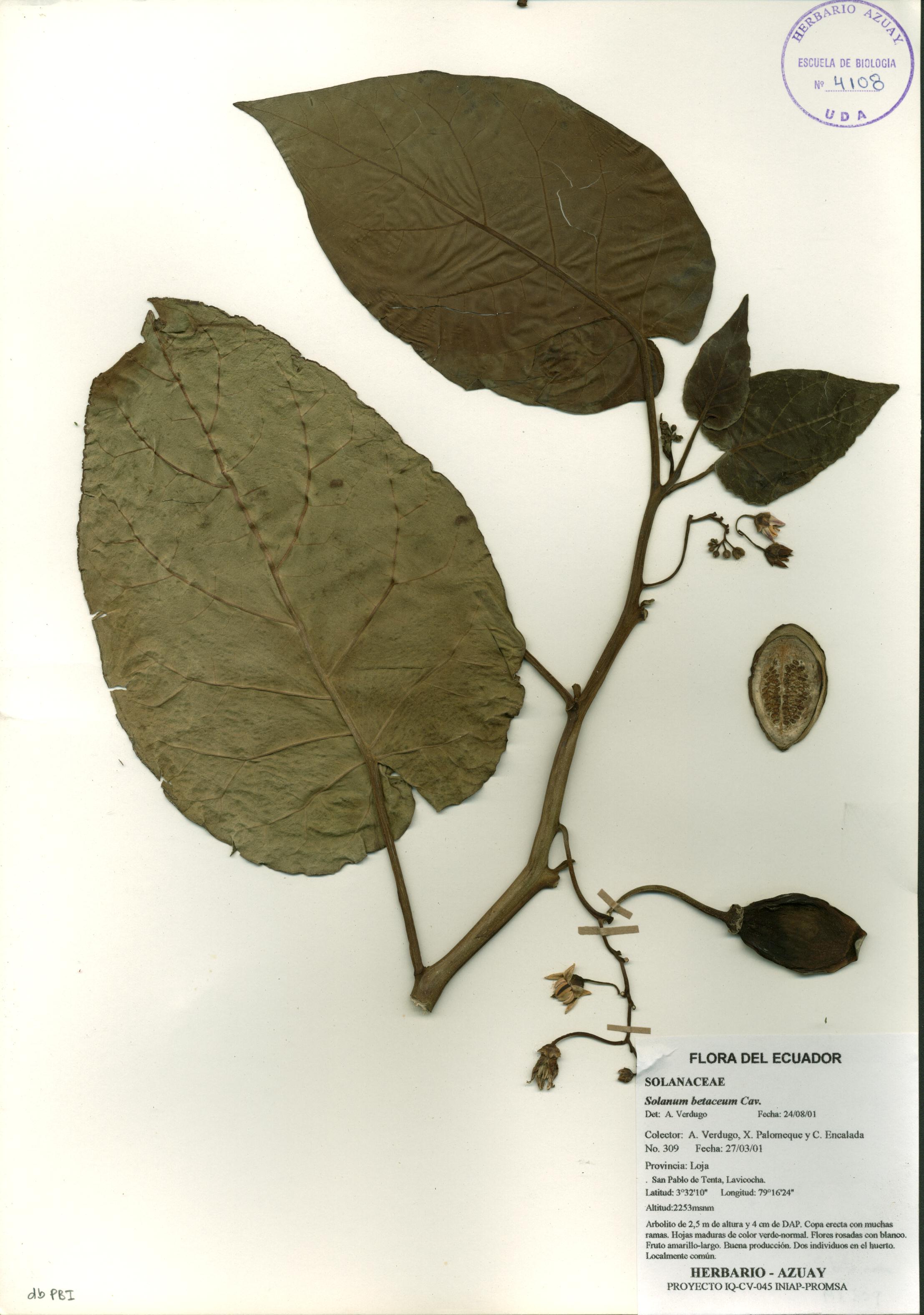 Solanum betaceum Cav.