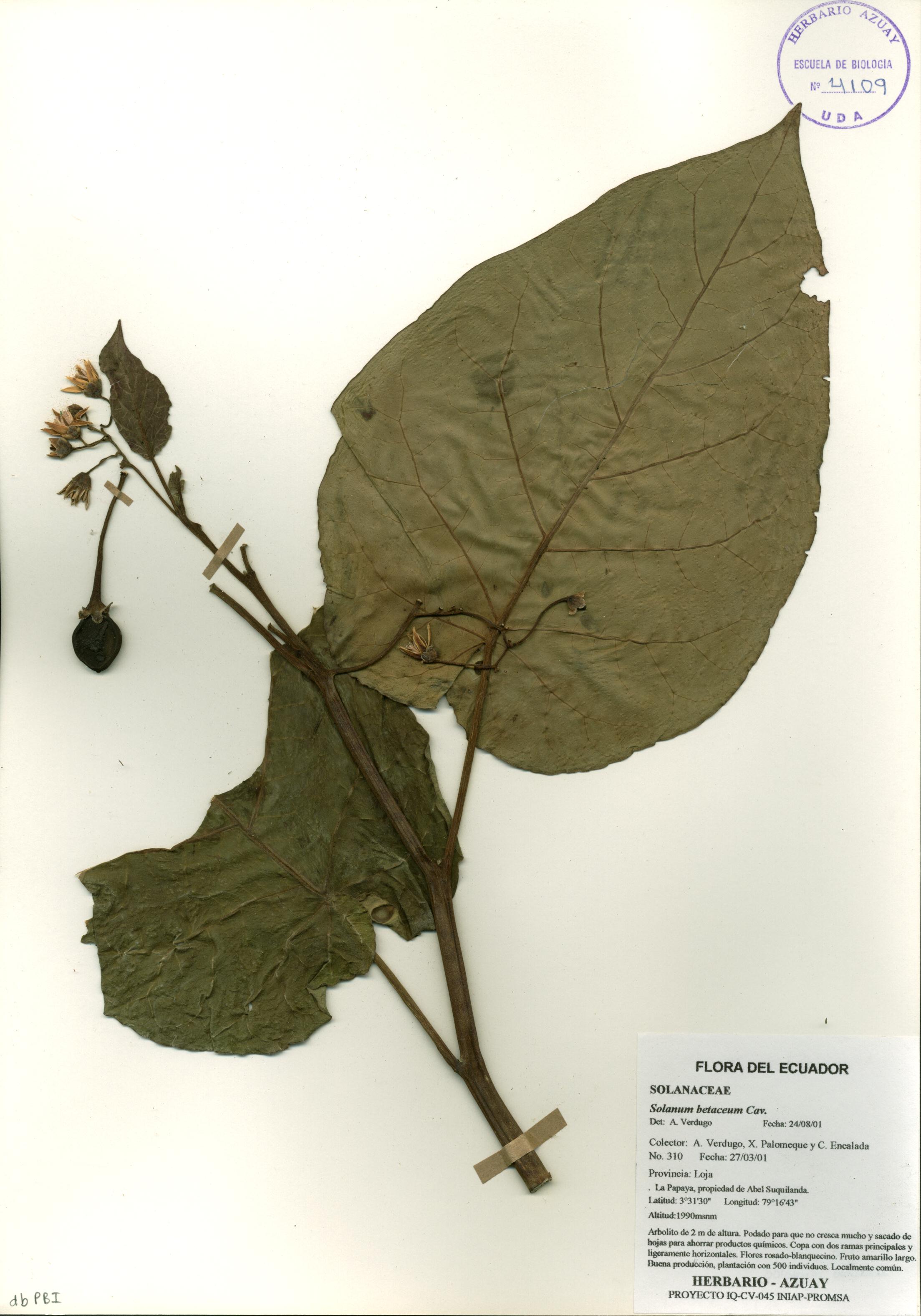 Solanum betaceum Cav.