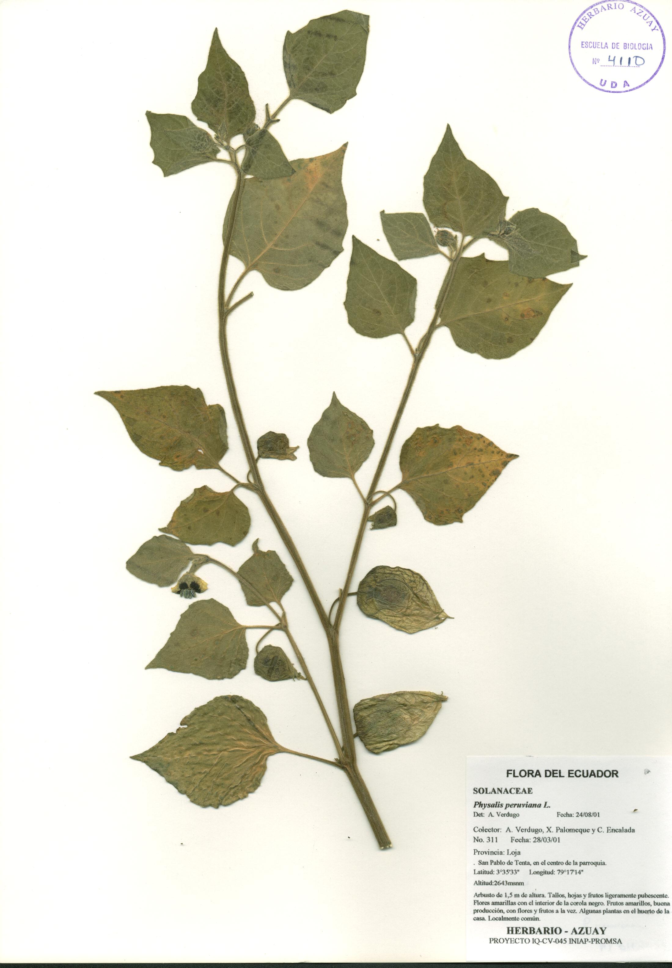 Physalis peruviana L.