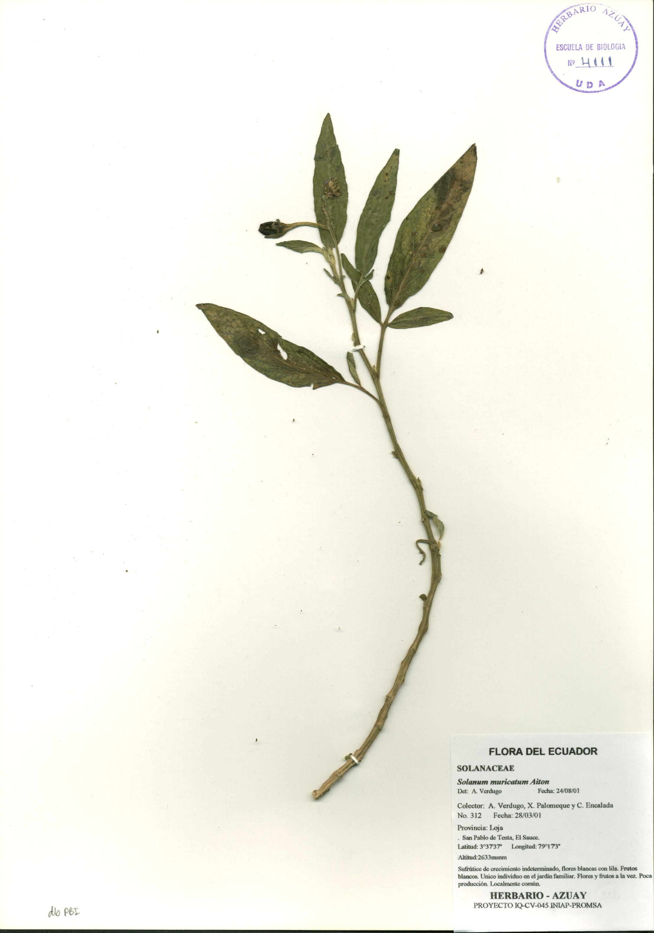 Solanum muricatum Aiton