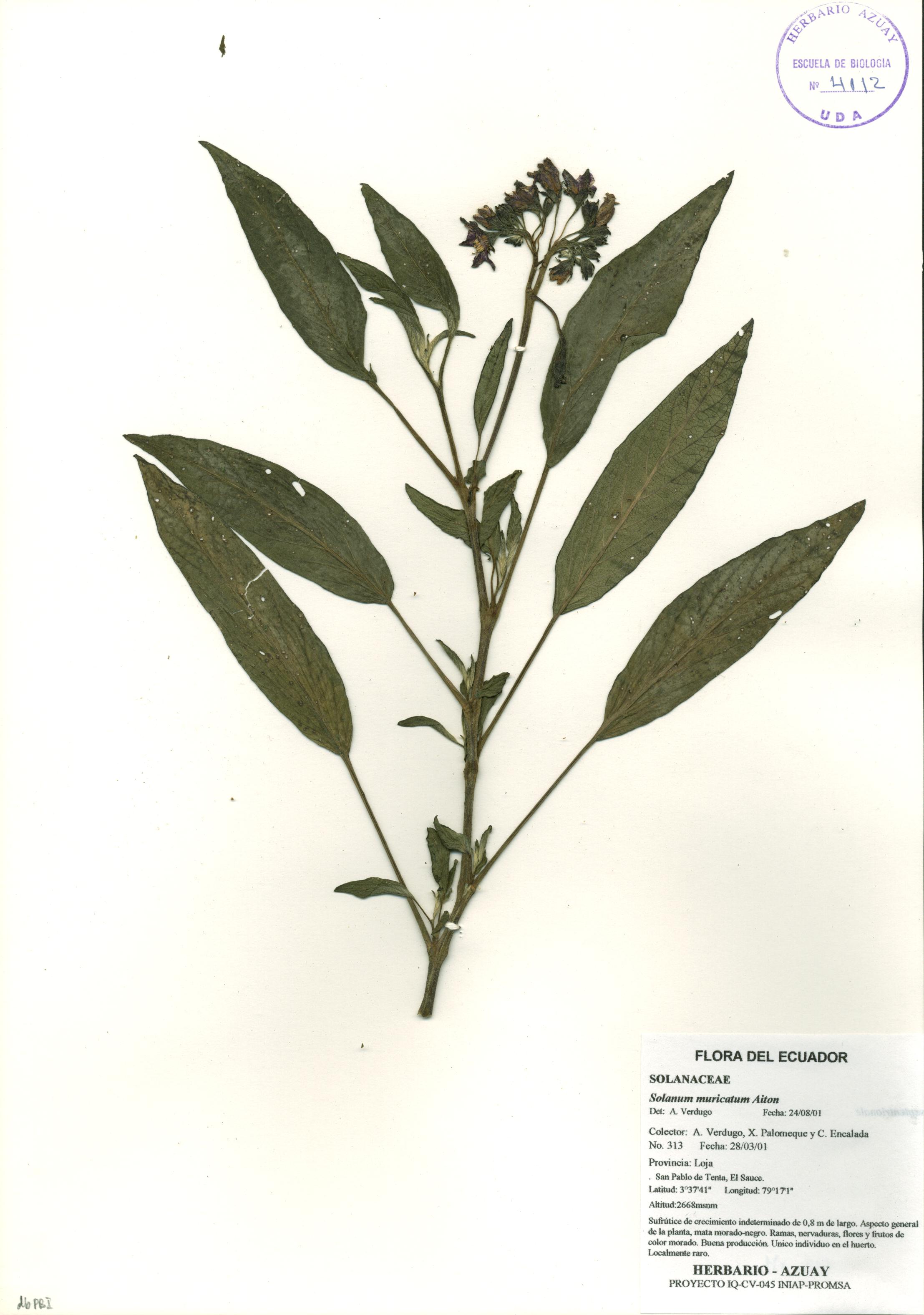 Solanum muricatum Aiton