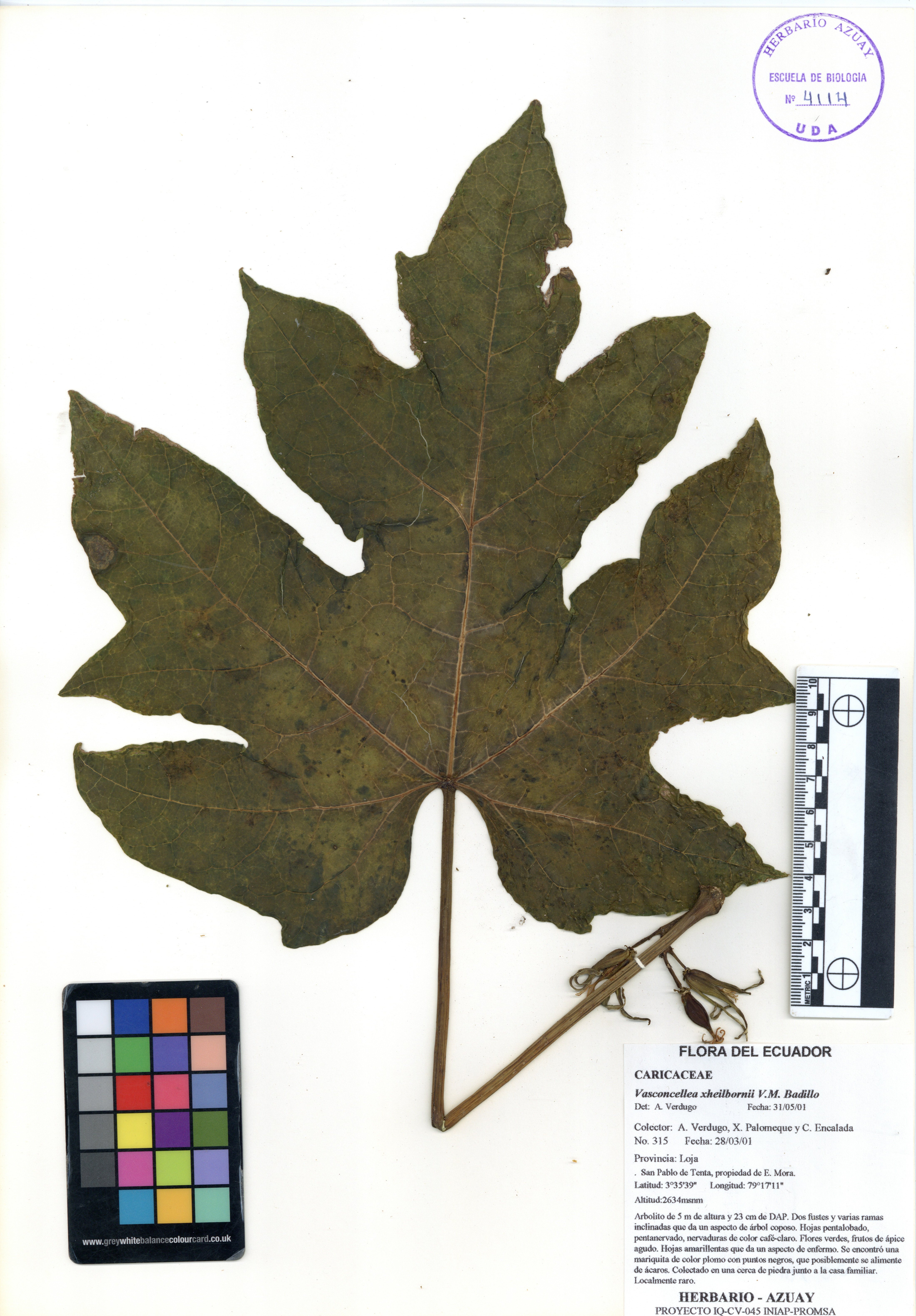 Vasconcellea xheilbornii V.M. Badillo