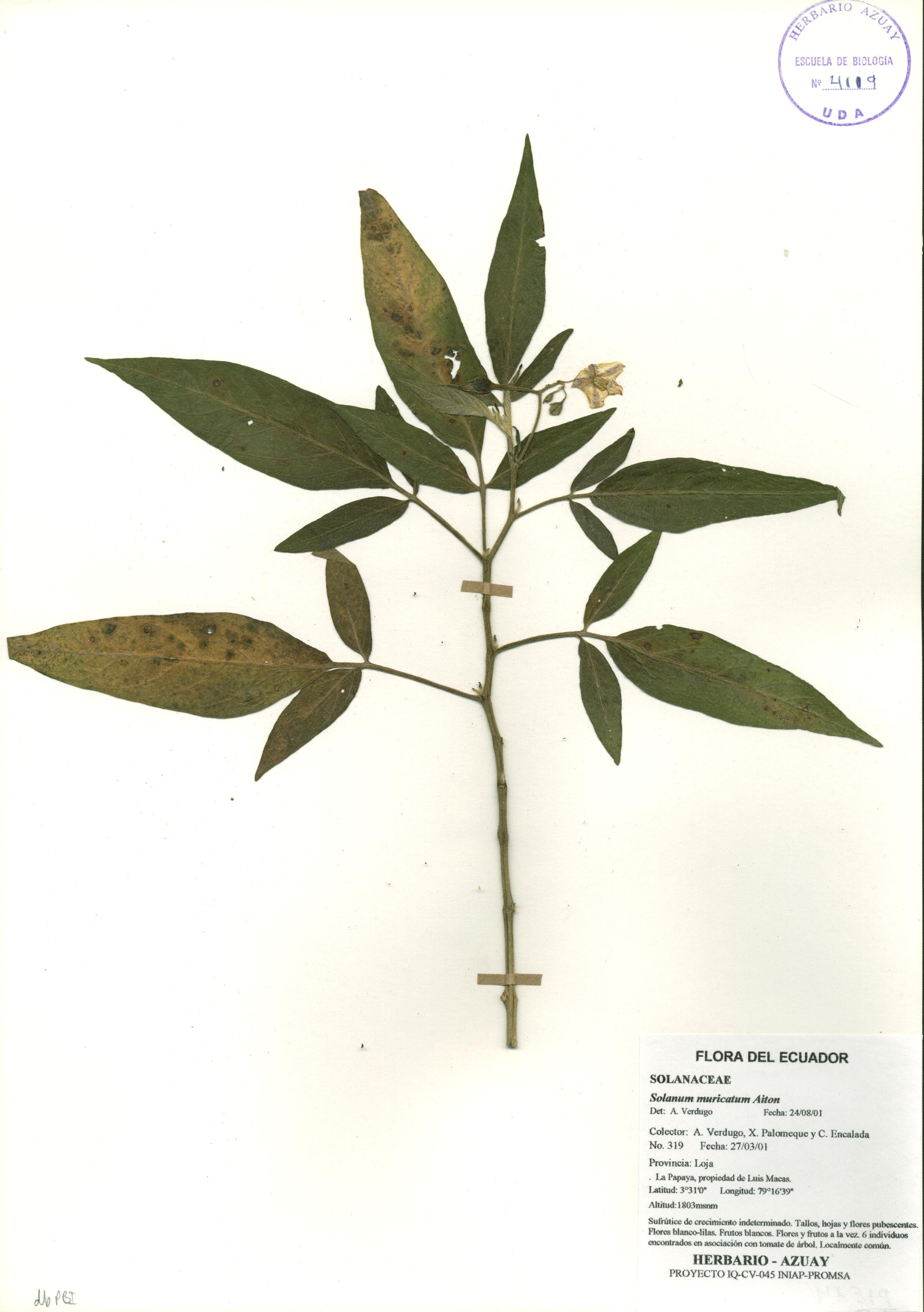Solanum muricatum Aiton