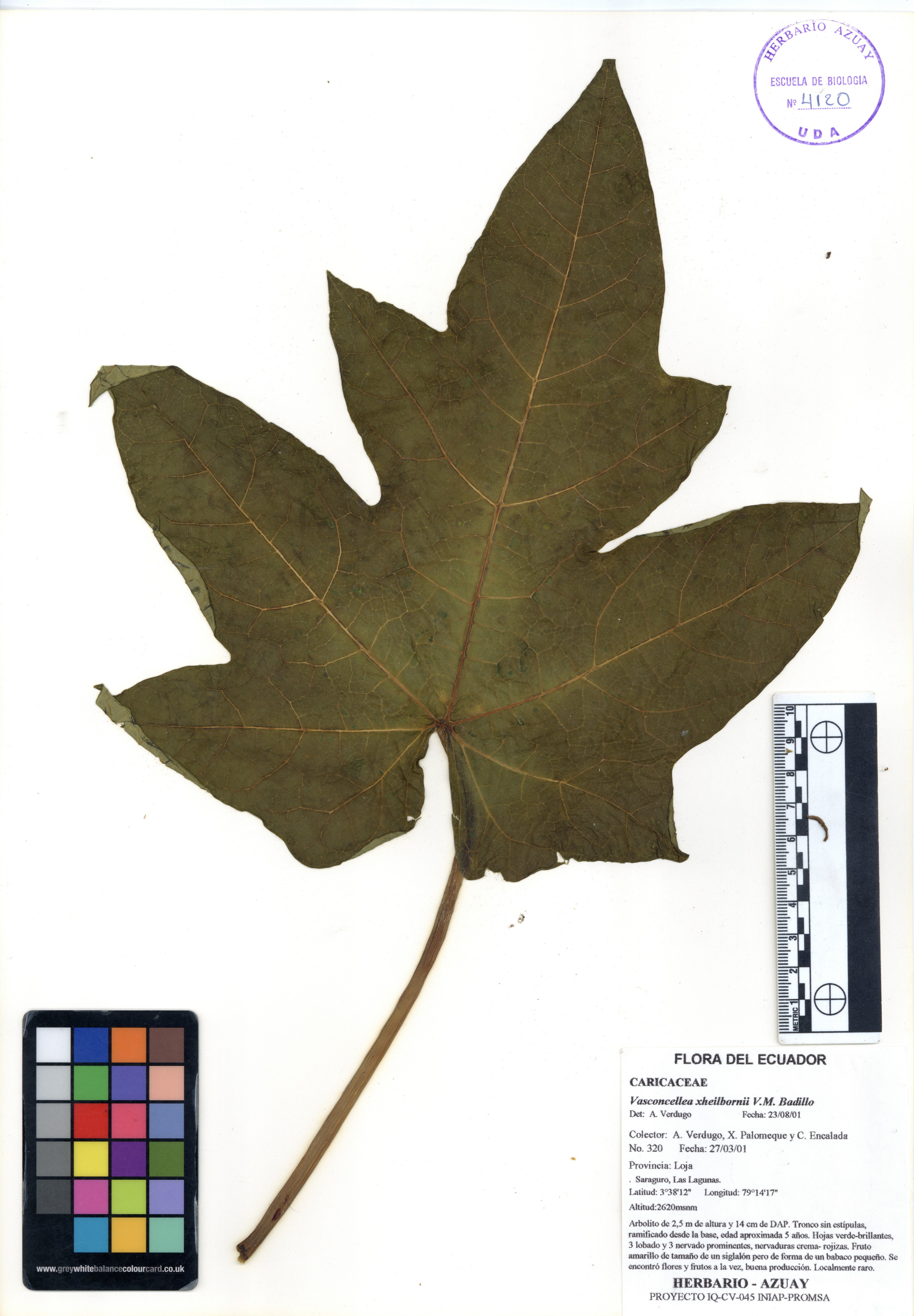 Vasconcellea xheilbornii V.M. Badillo