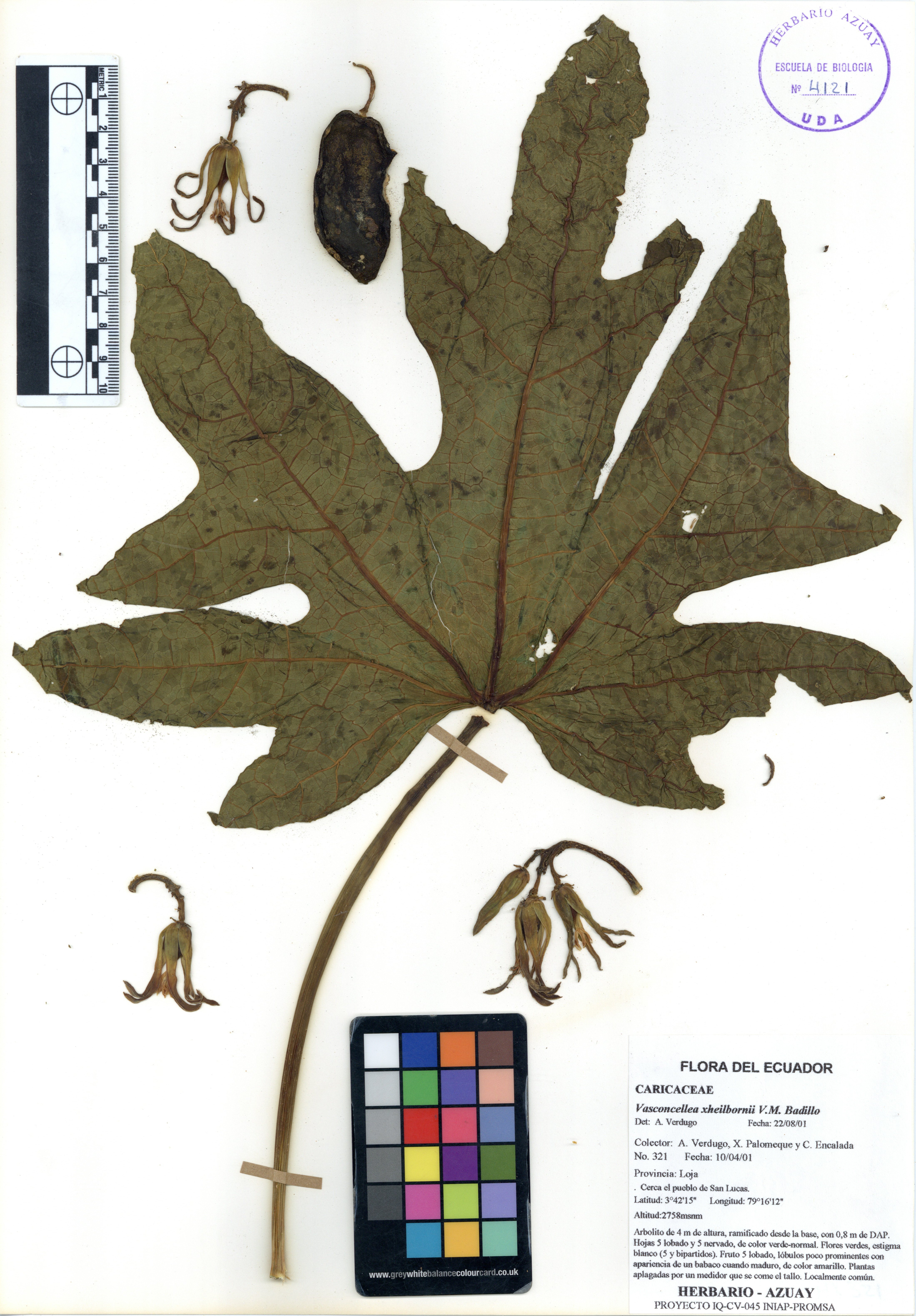 Vasconcellea xheilbornii V.M. Badillo
