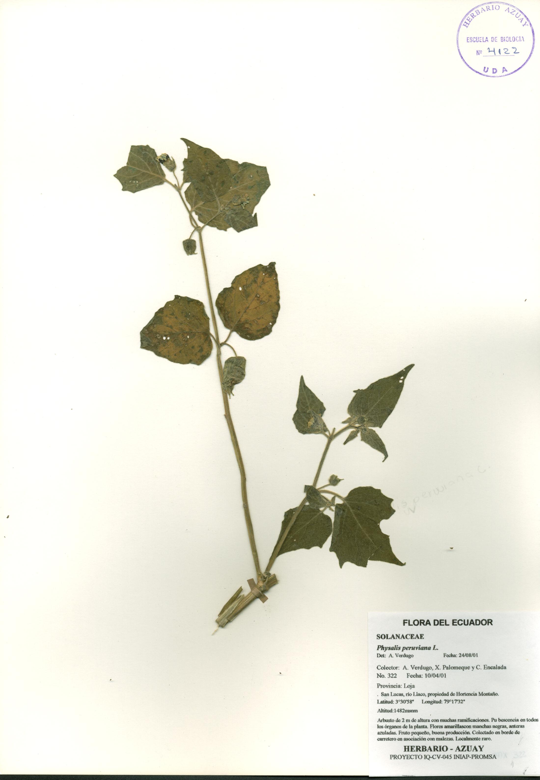 Physalis peruviana L.