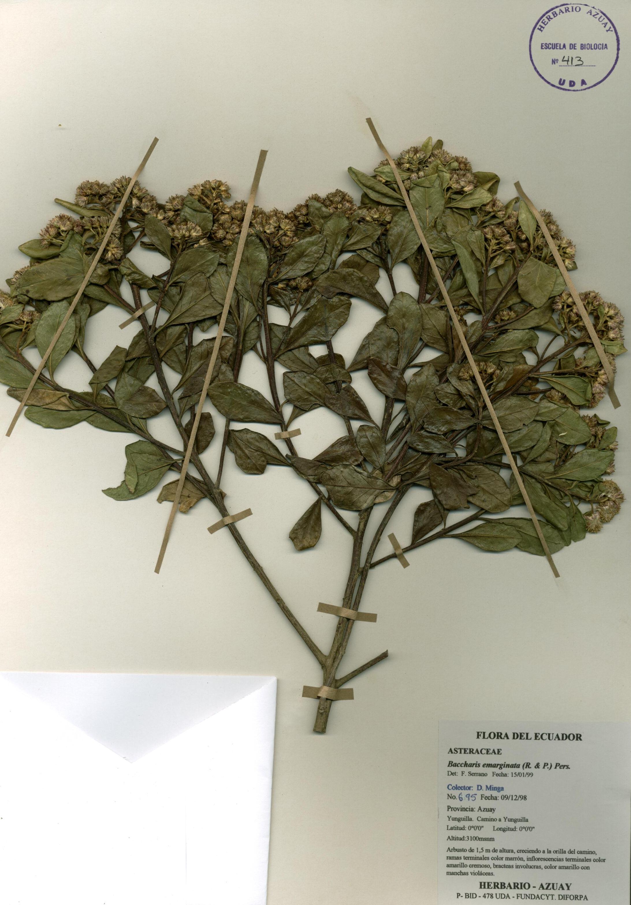 Baccharis emarginata (Ruiz & Pav.) Pers.