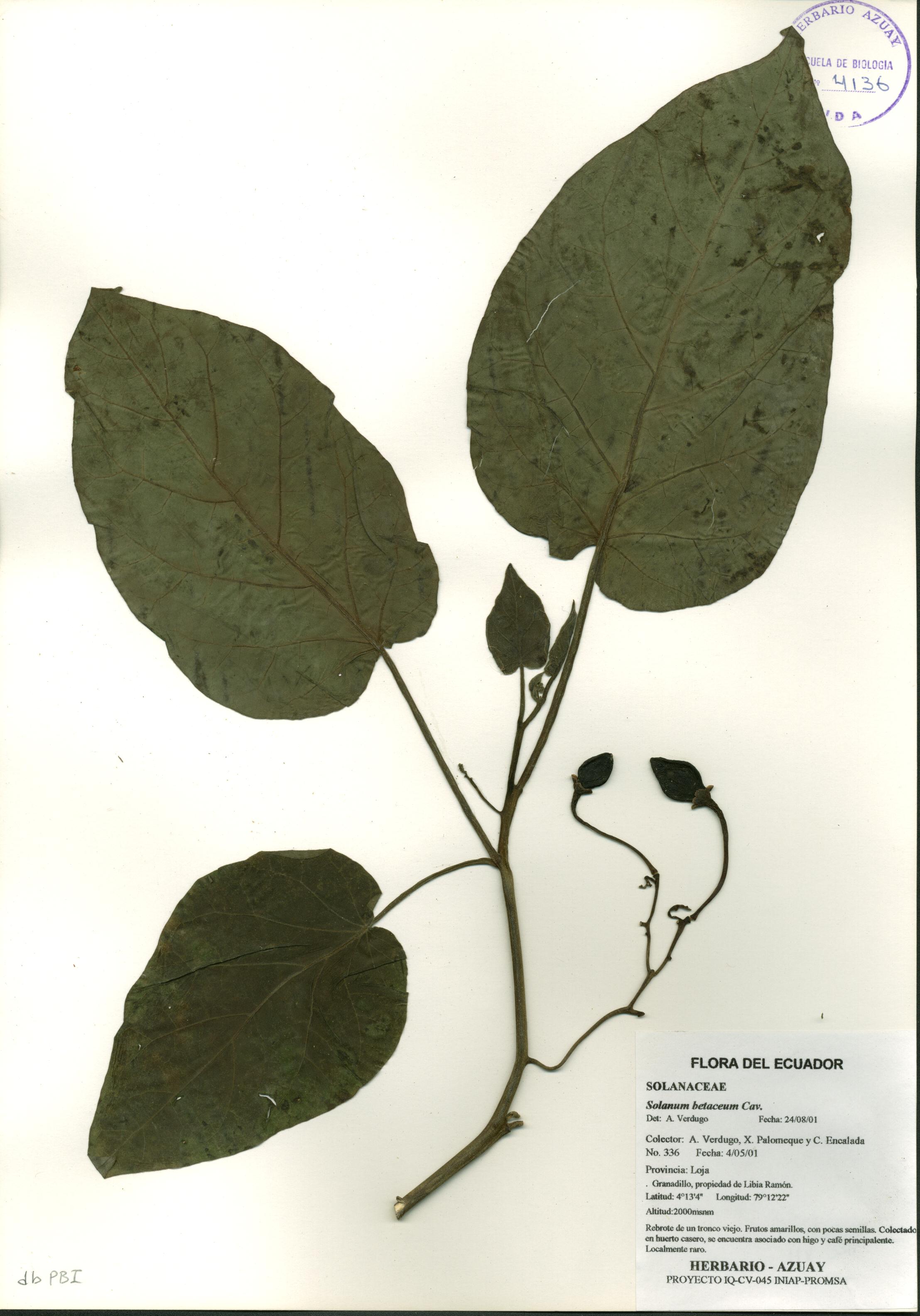 Solanum betaceum Cav.