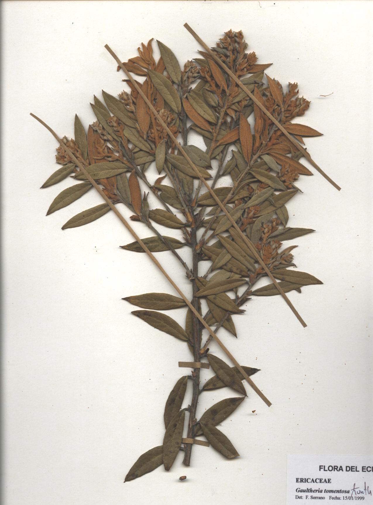 Gaultheria tomentosa Kunth