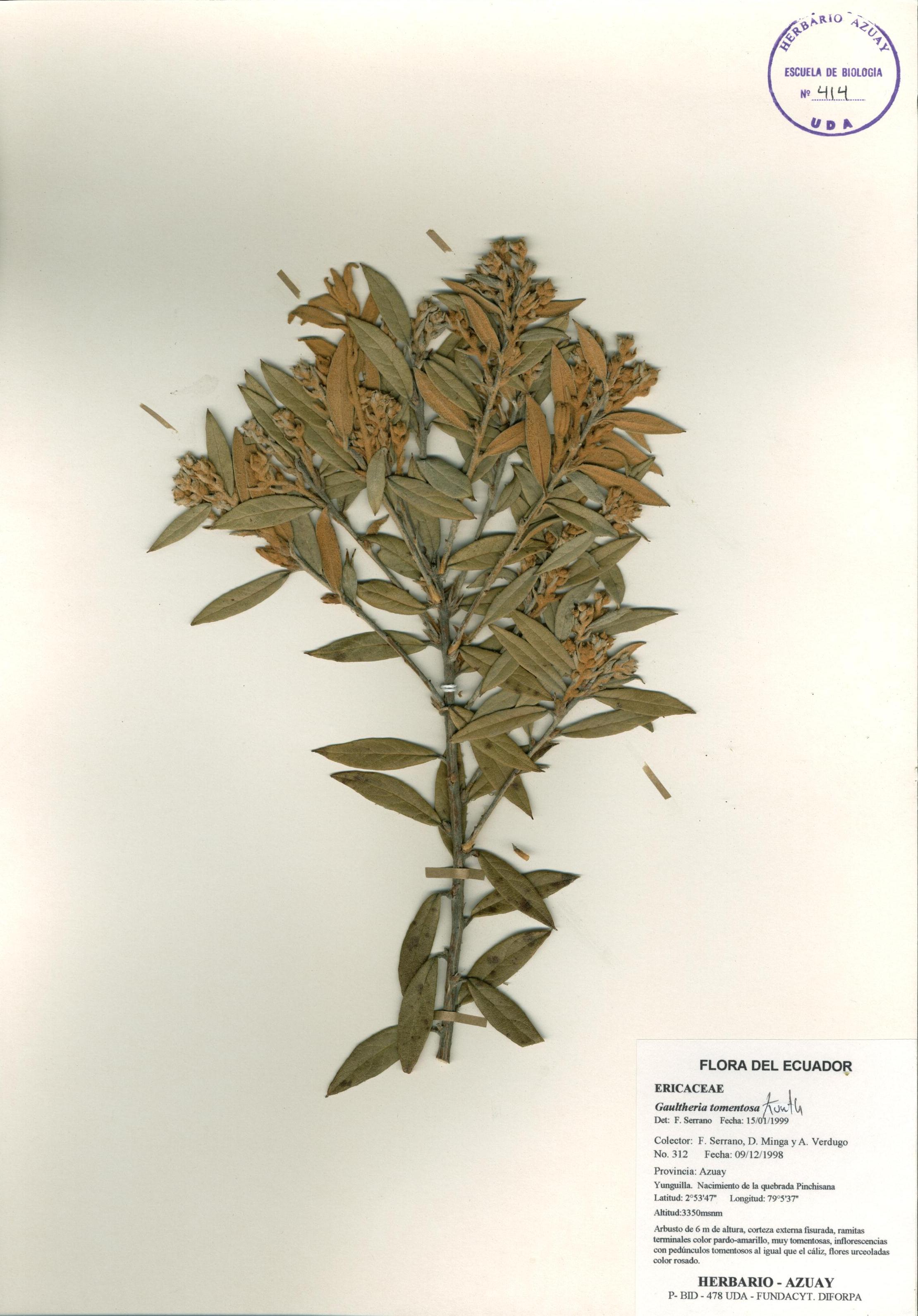 Gaultheria tomentosa Kunth