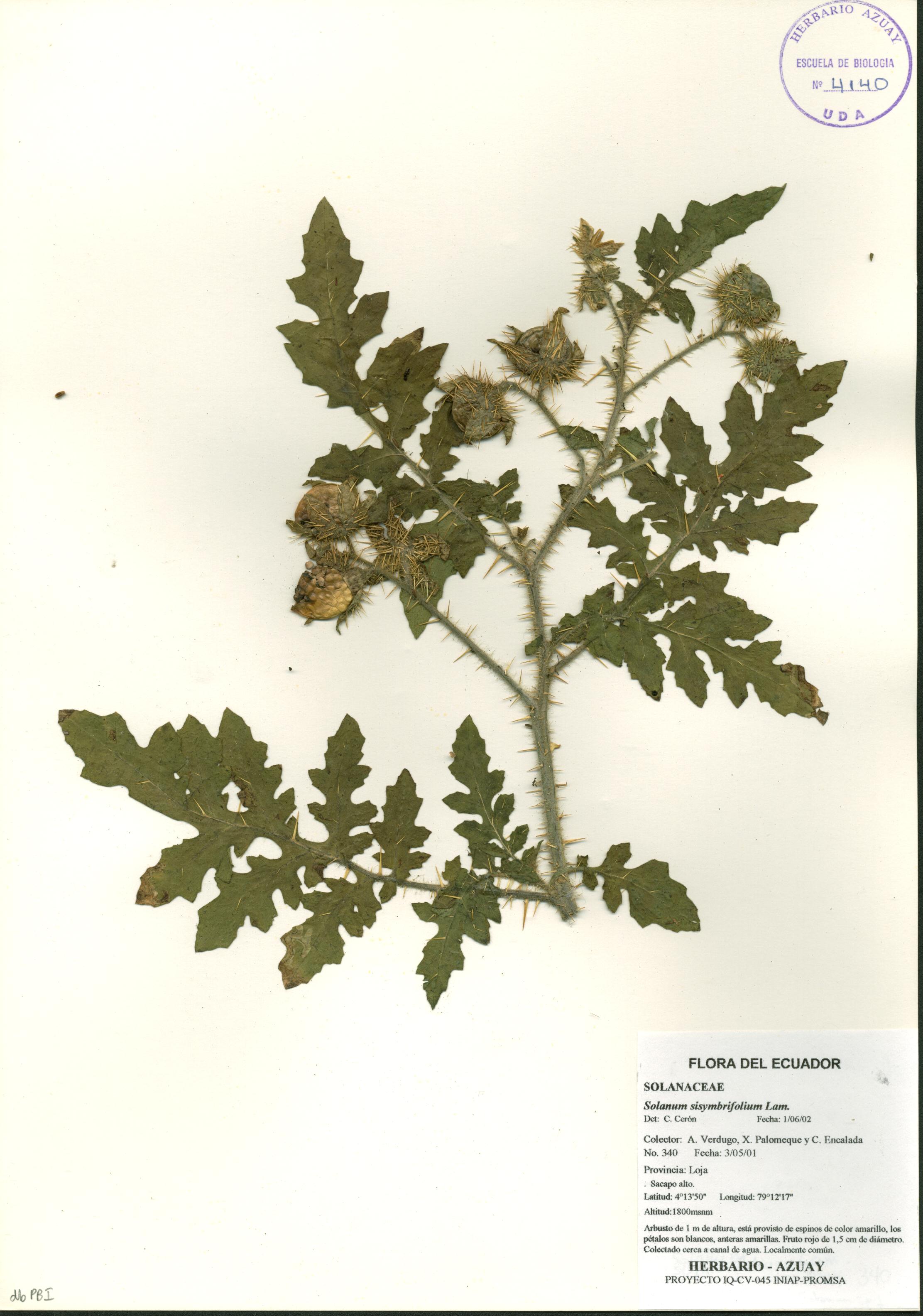 Solanum sisymbrifolium Lam.