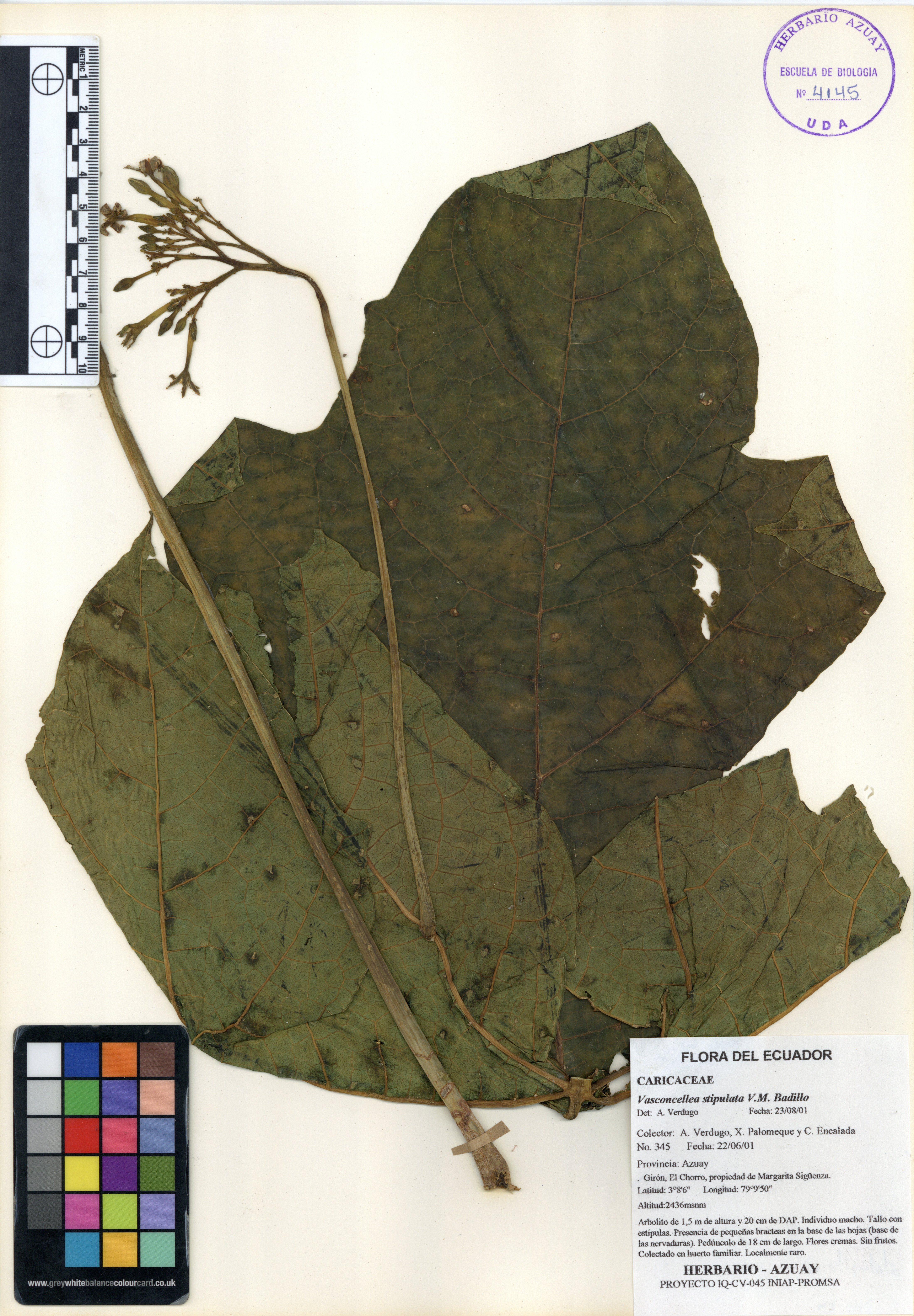 Vasconcellea stipulata V.M. Badillo