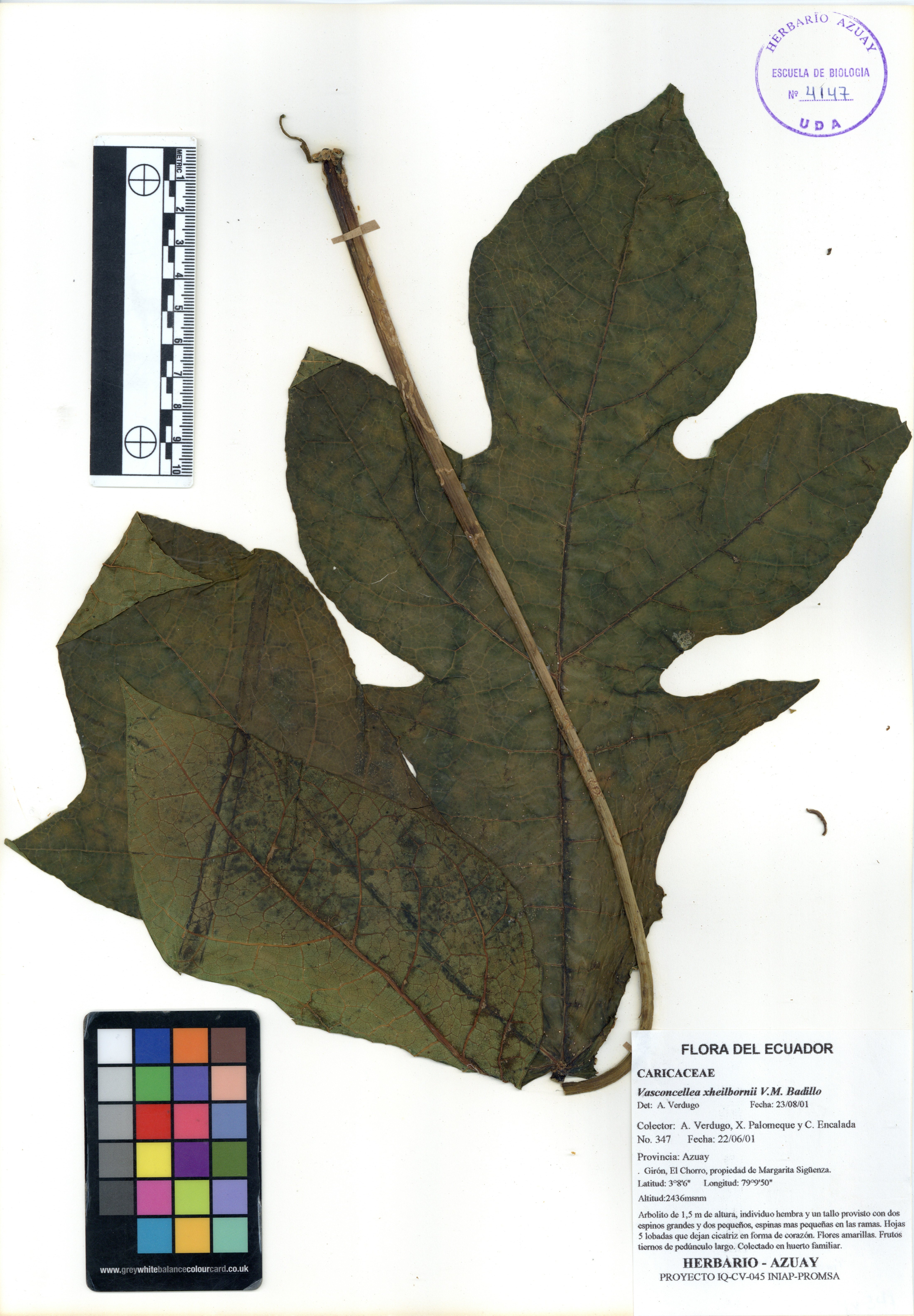 Vasconcellea xheilbornii V.M. Badillo