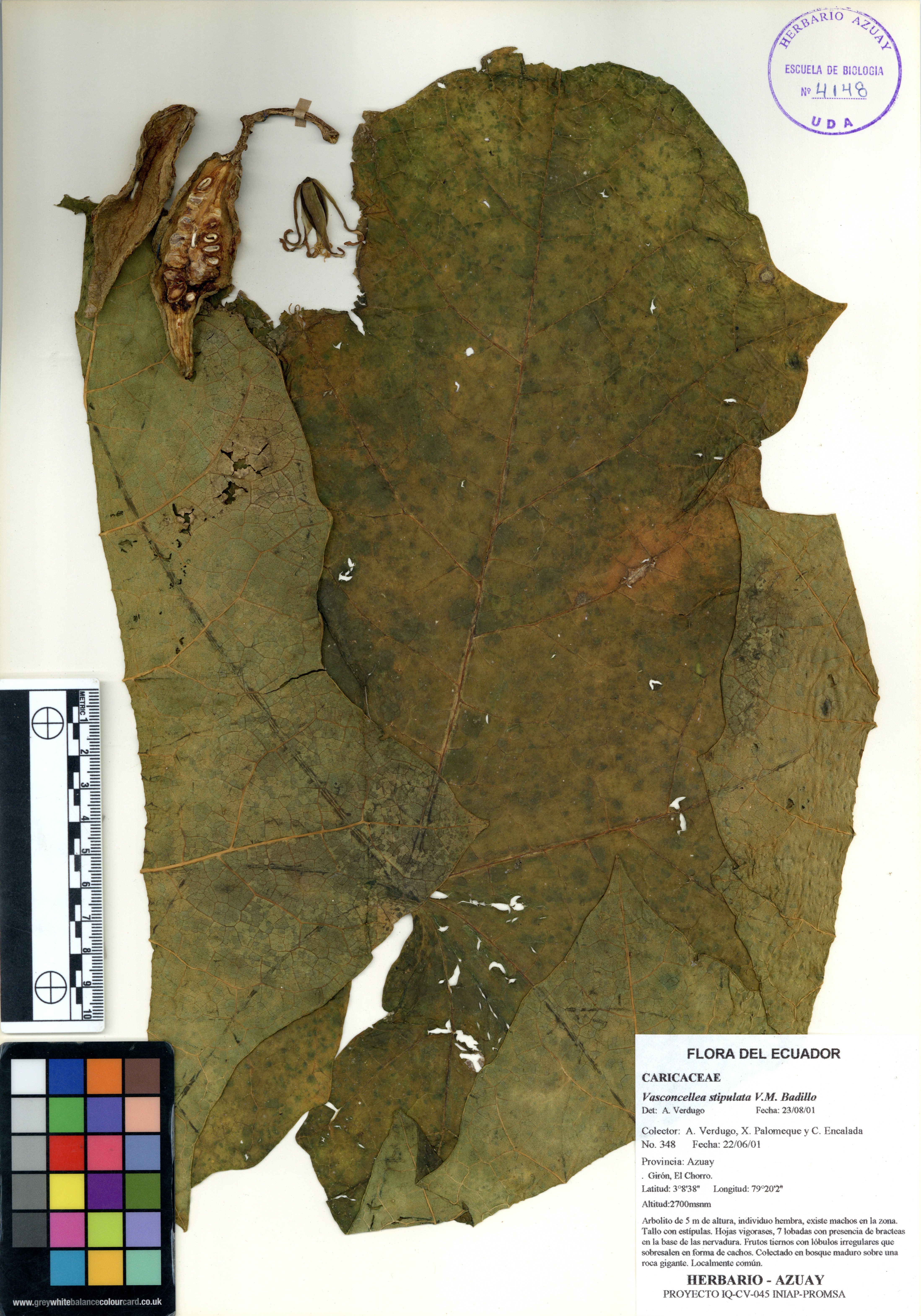 Vasconcellea stipulata V.M. Badillo