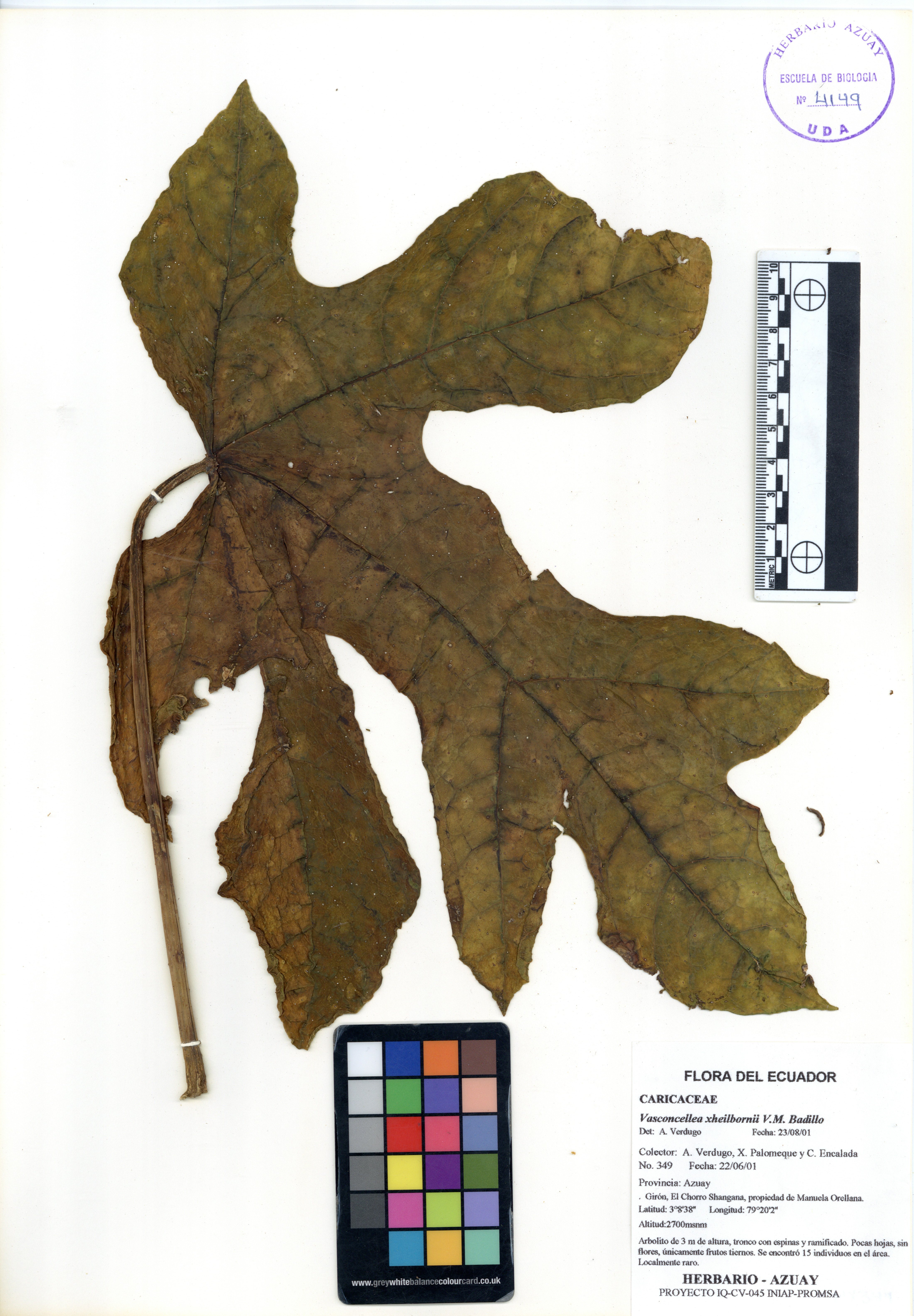 Vasconcellea xheilbornii V.M. Badillo