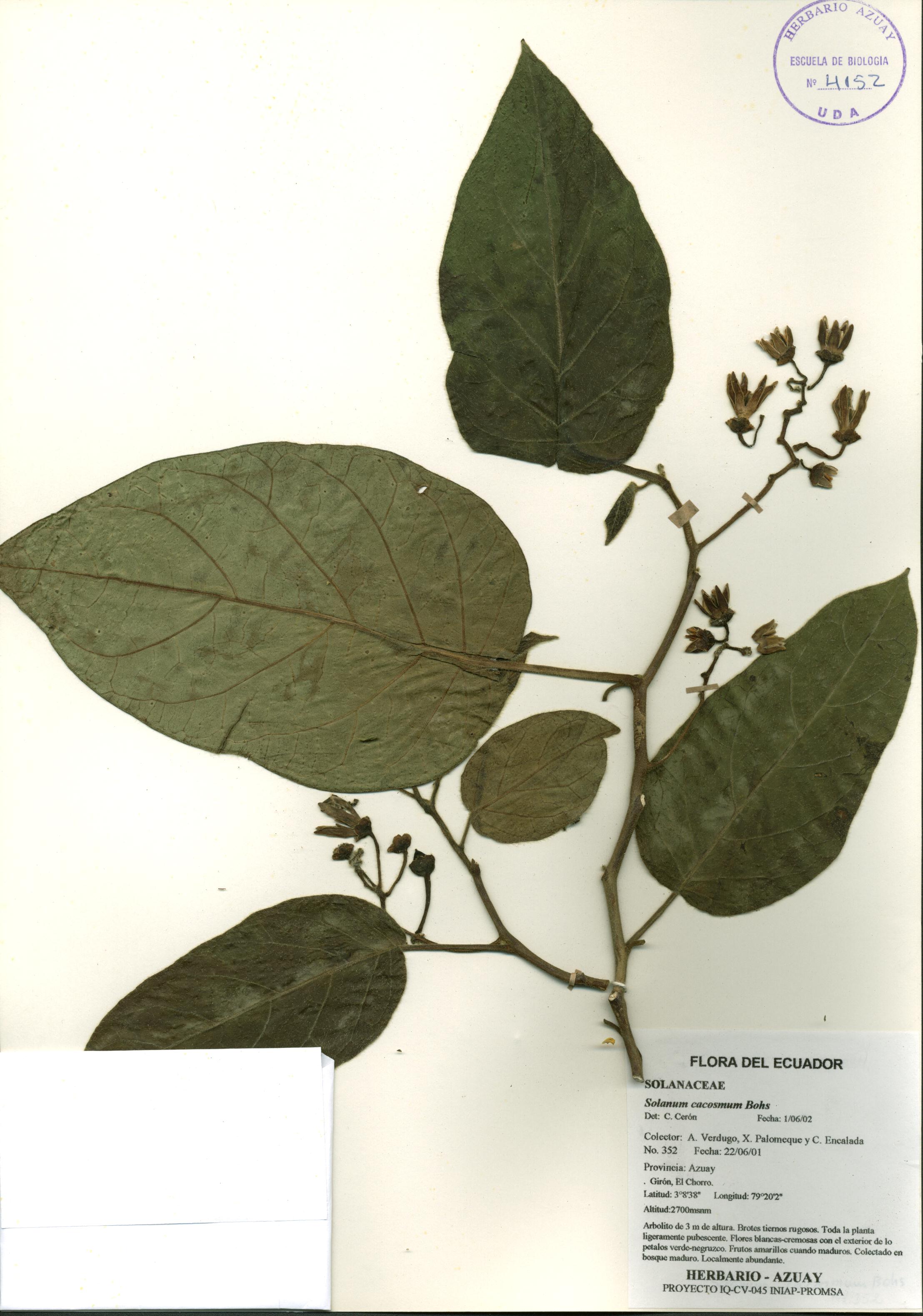 Solanum cacosmum Bohs