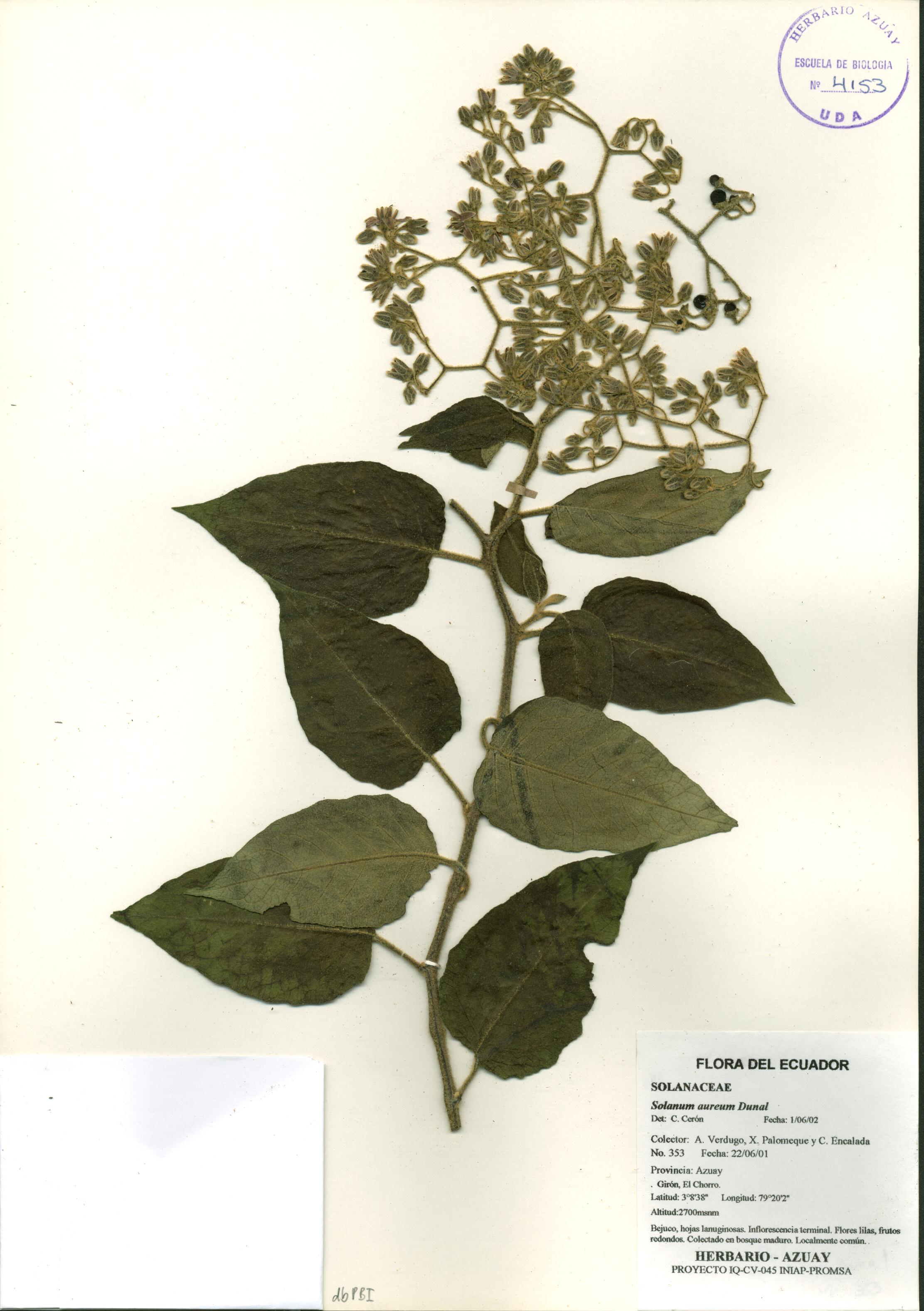 Solanum aureum Dunal
