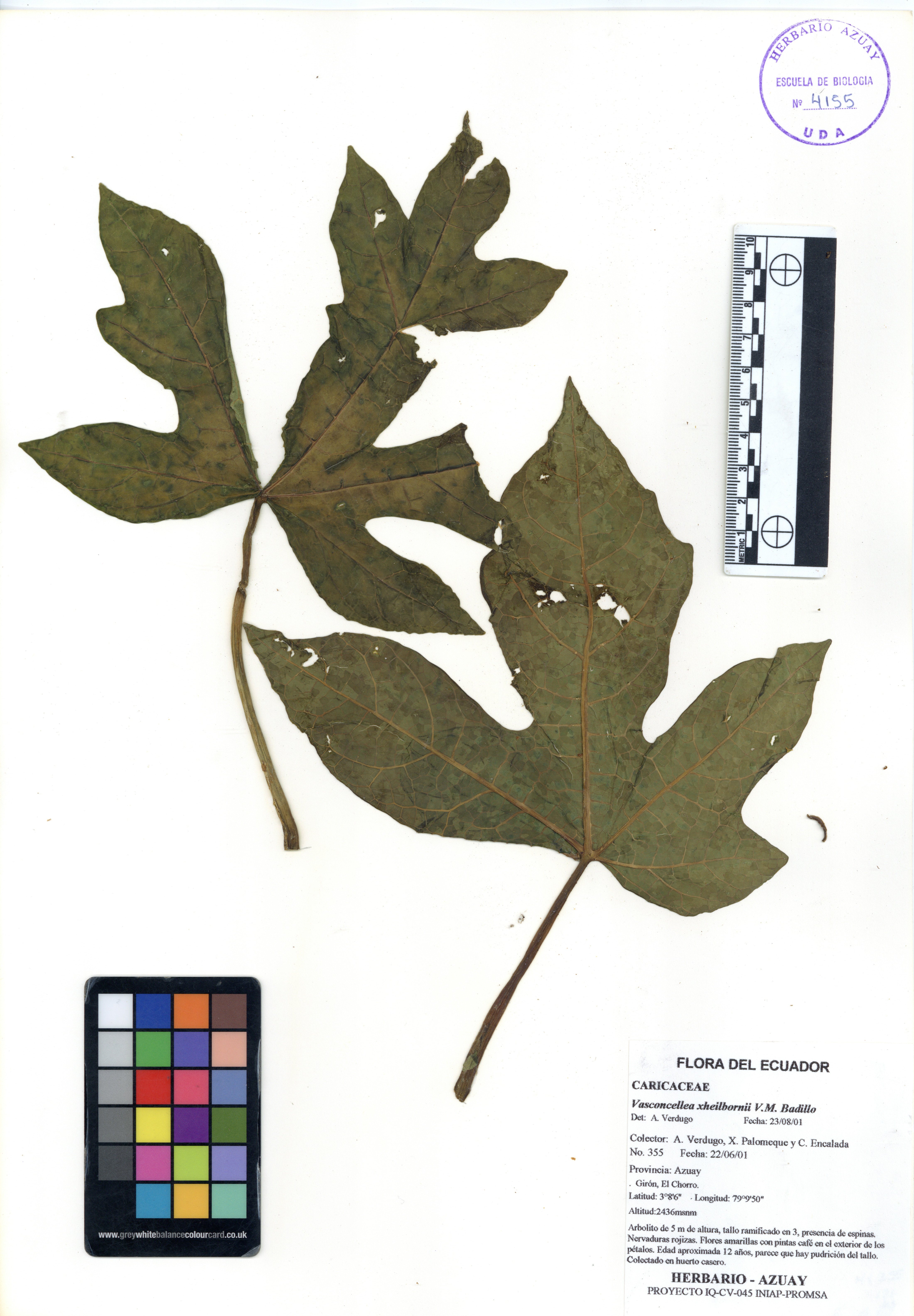 Vasconcellea xheilbornii V.M. Badillo