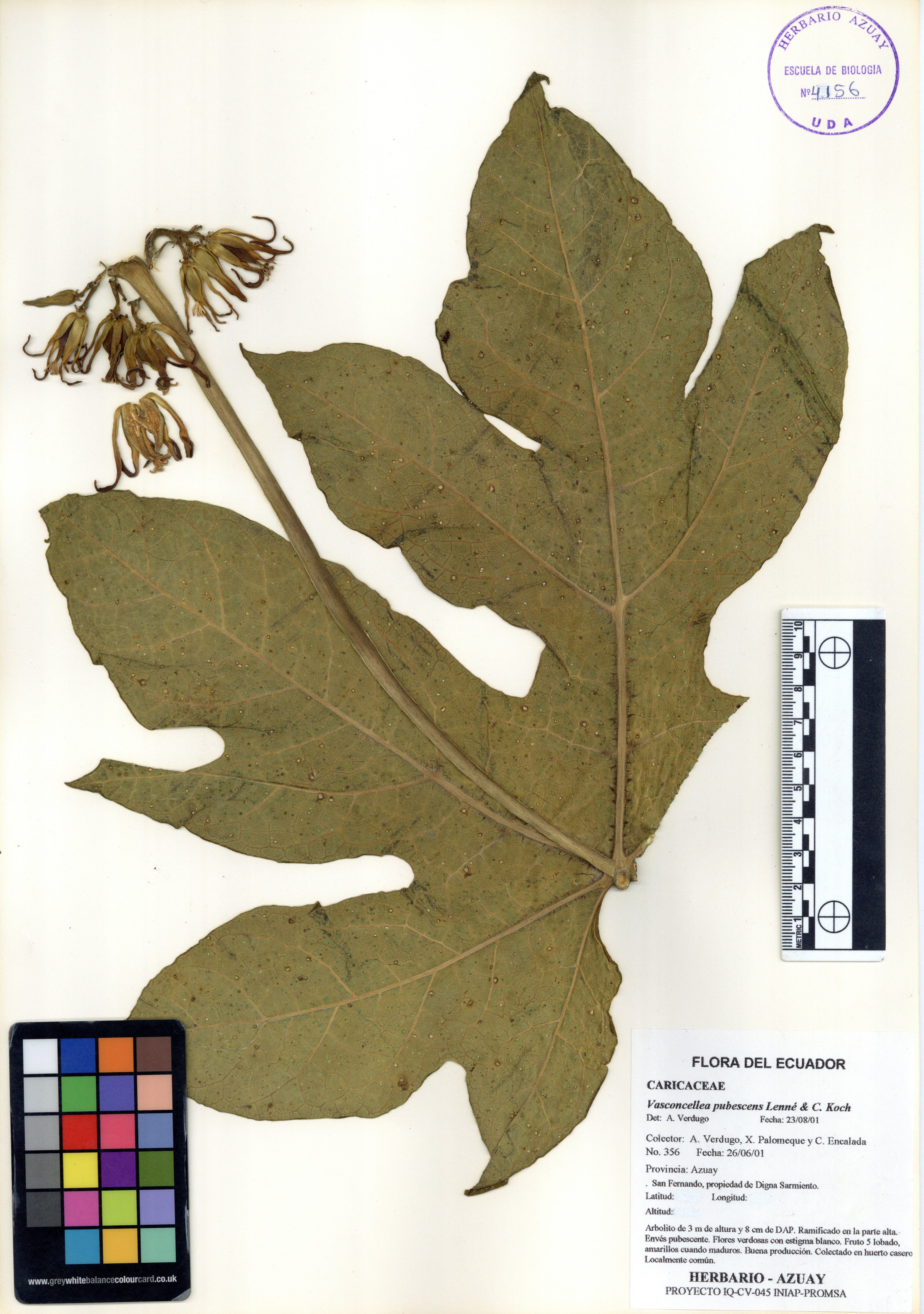 Vasconcellea pubescens A. DC.