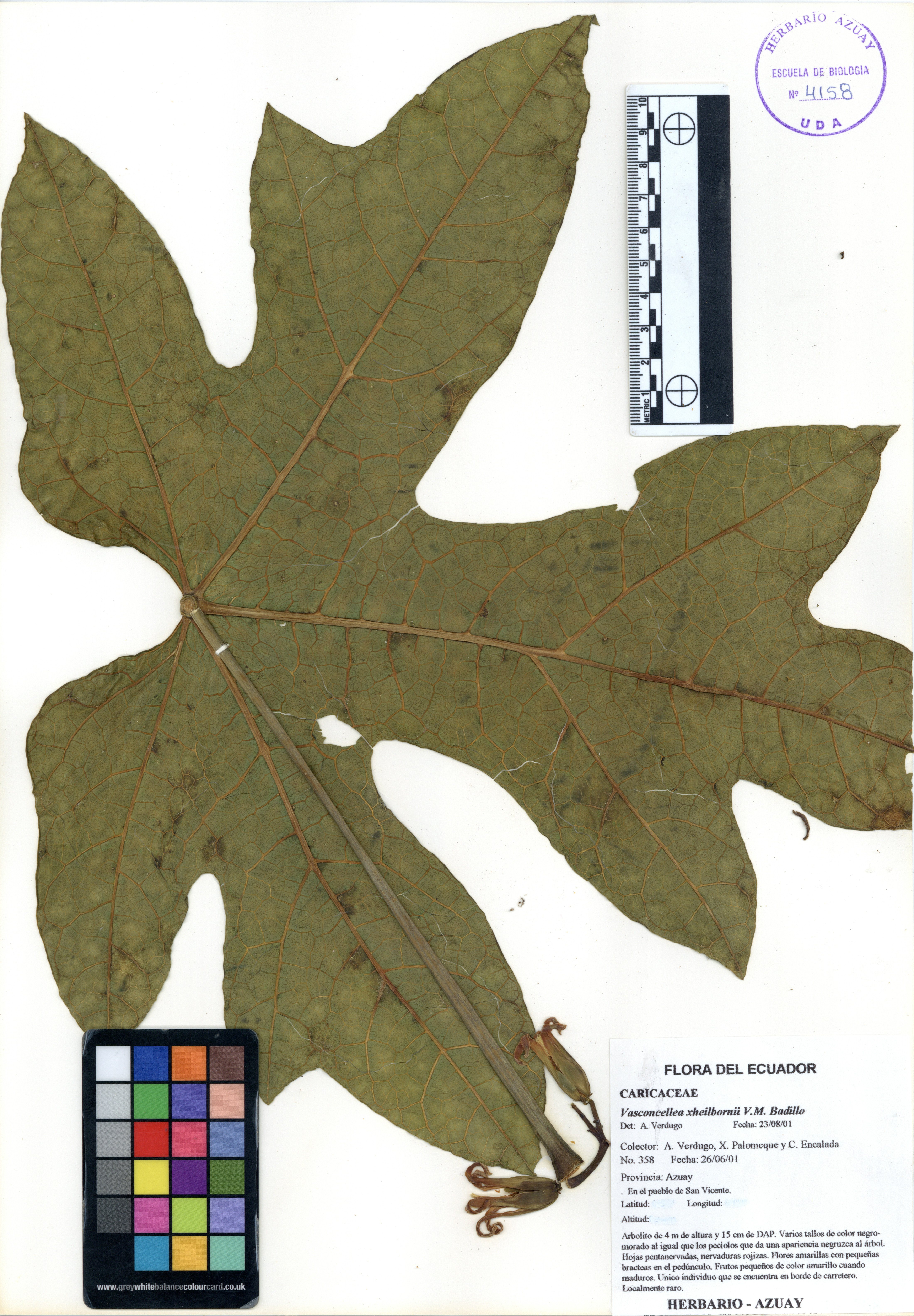 Vasconcellea xheilbornii V.M. Badillo