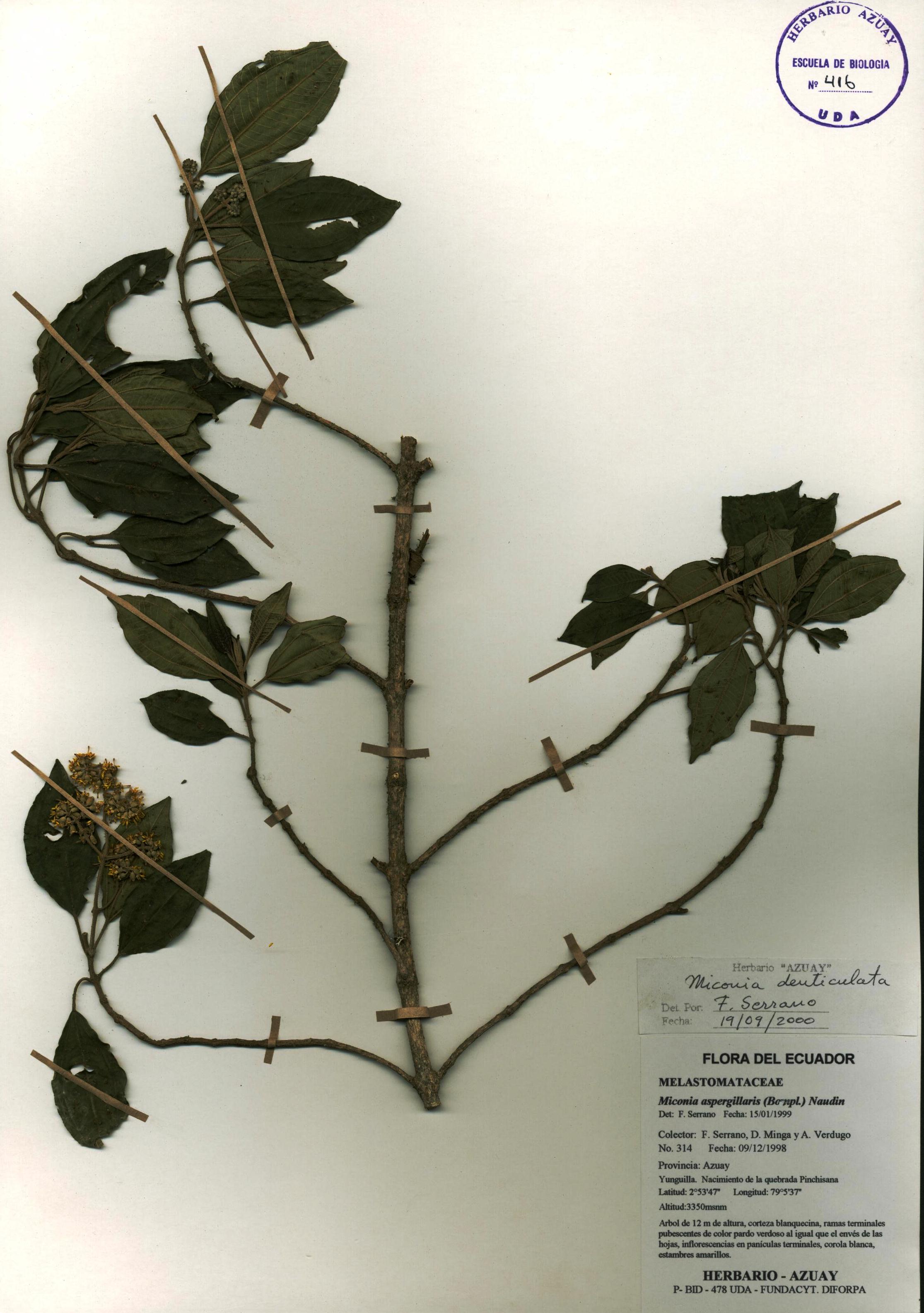 Miconia denticulata Naudin