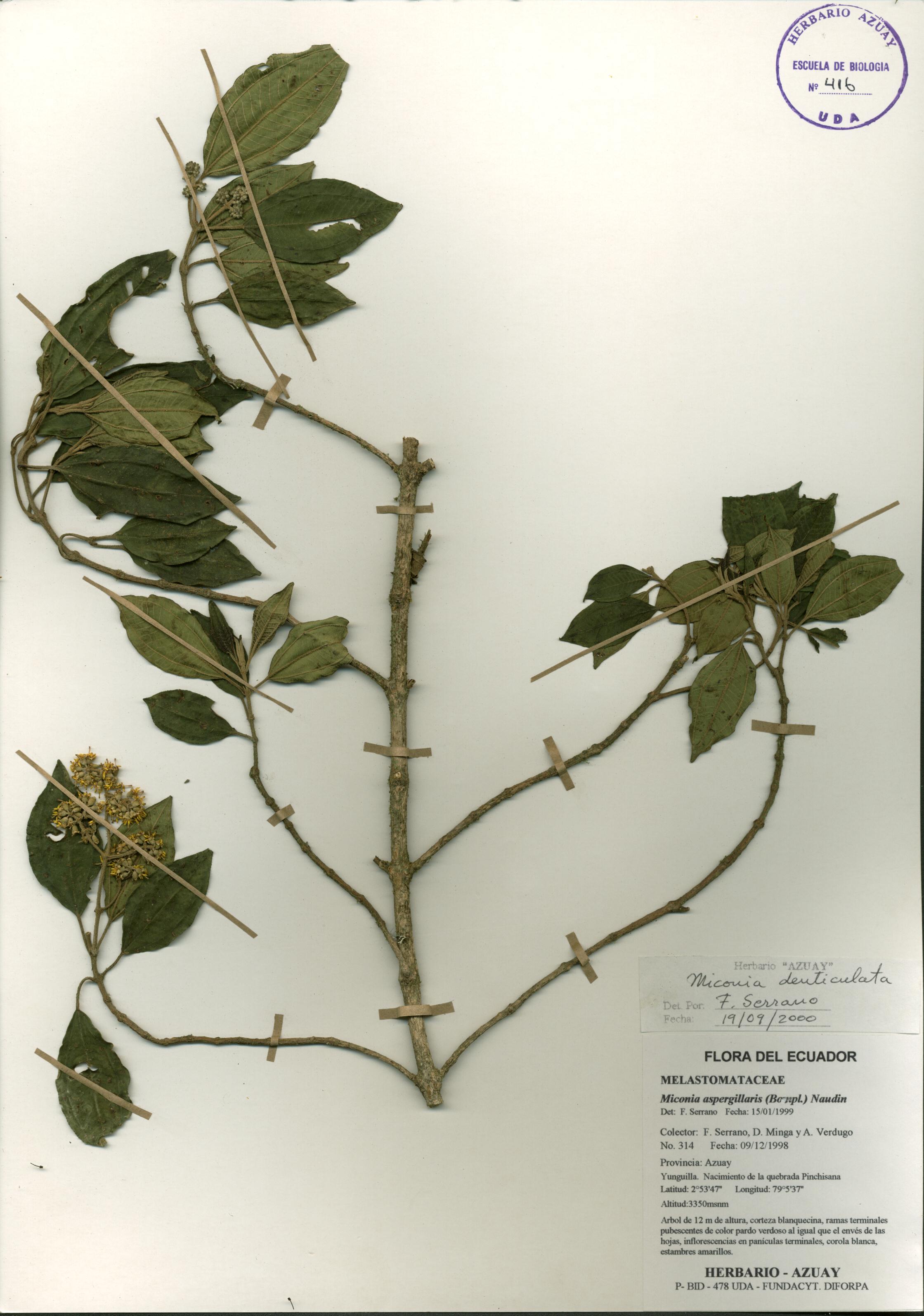 Miconia denticulata Naudin