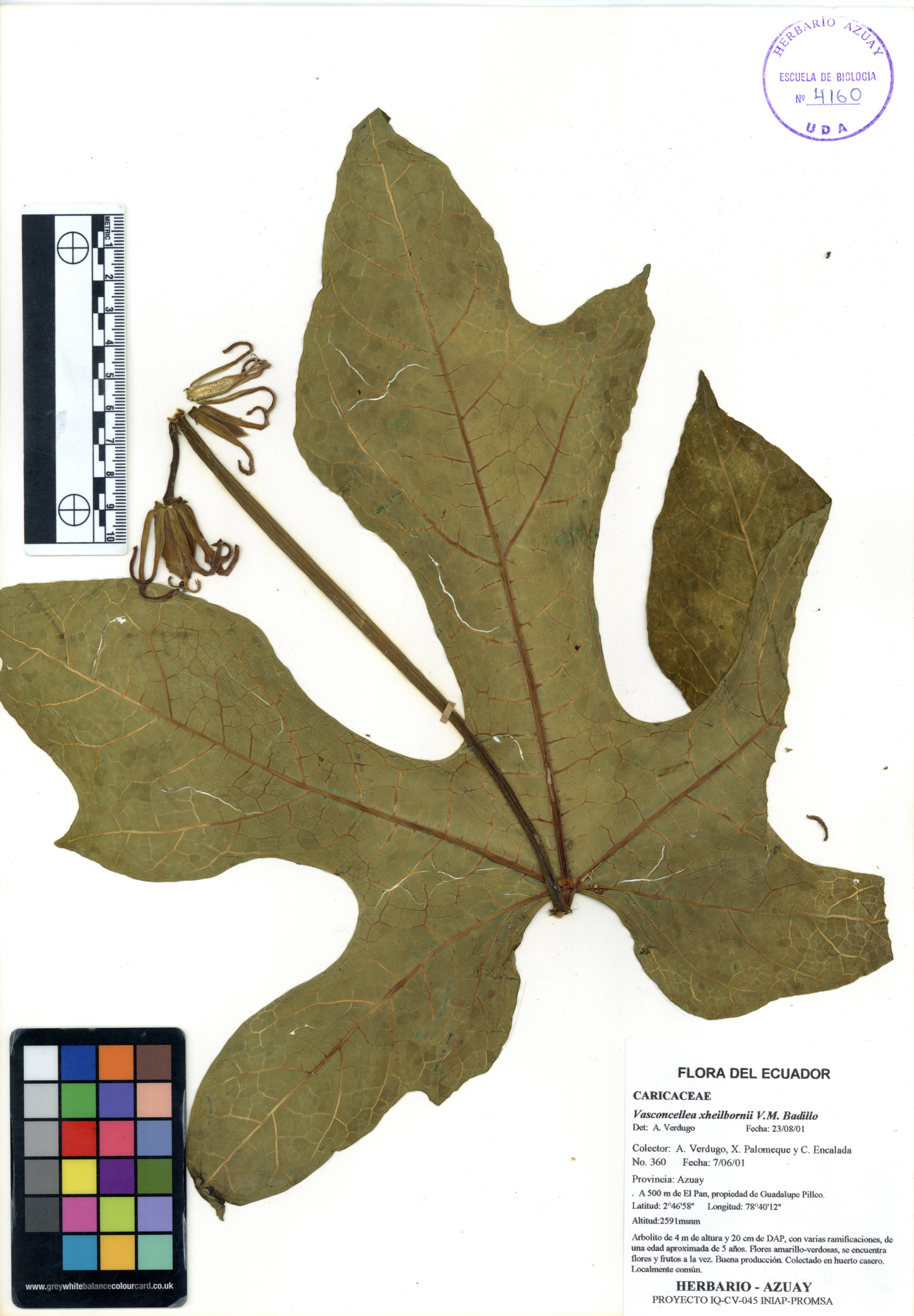 Vasconcellea xheilbornii V.M. Badillo