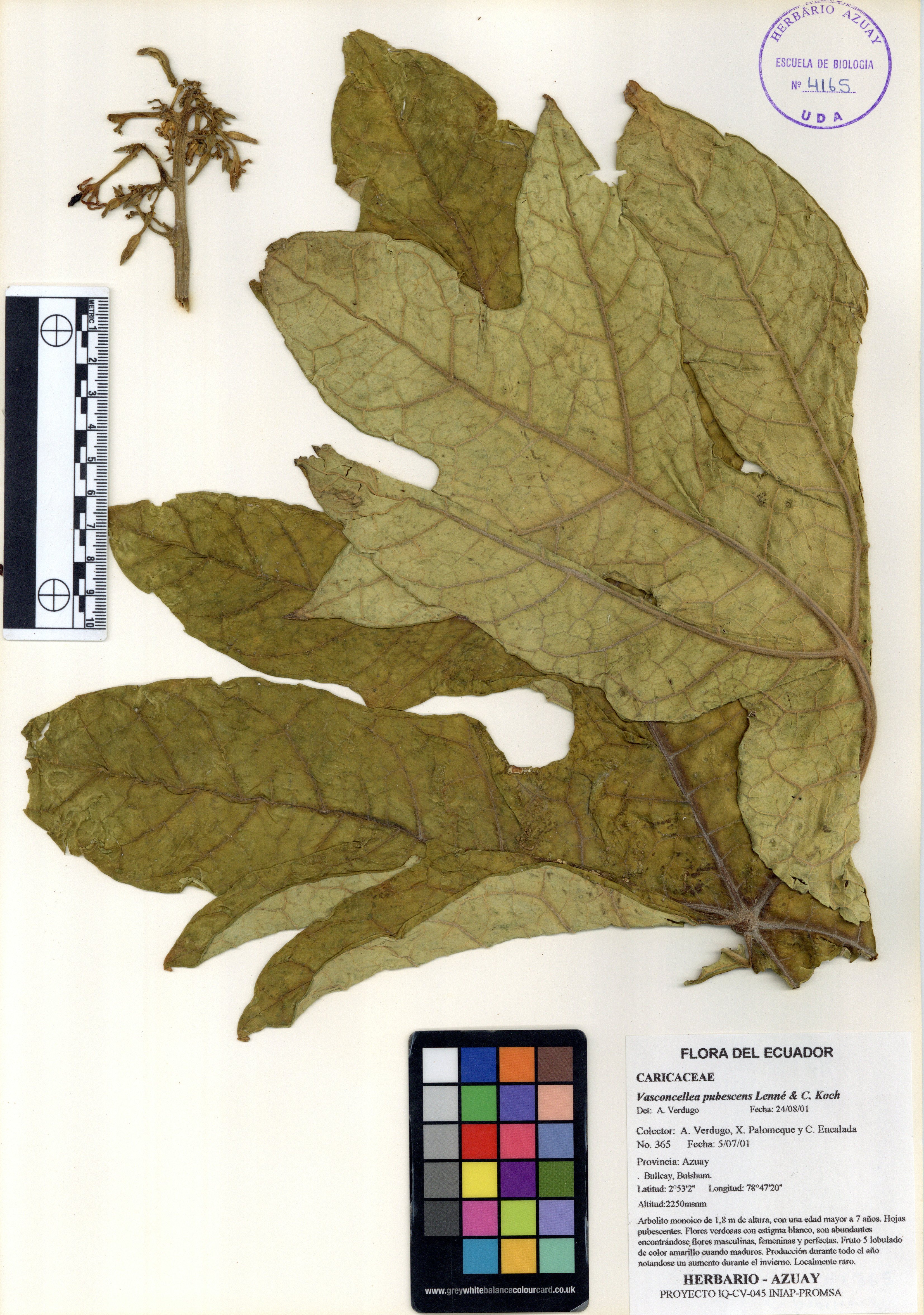 Vasconcellea pubescens A. DC.