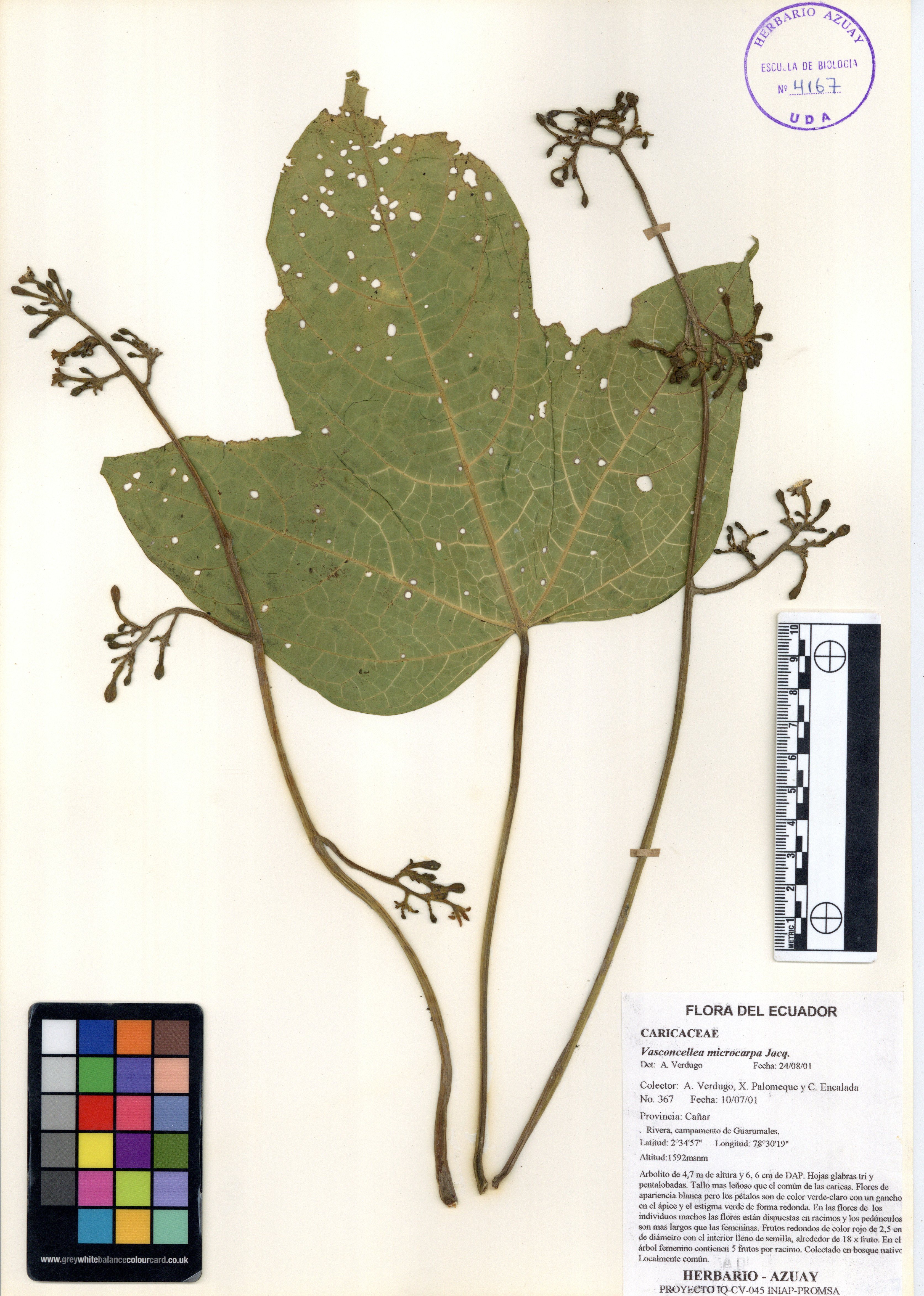Vasconcellea microcarpa Jacq.