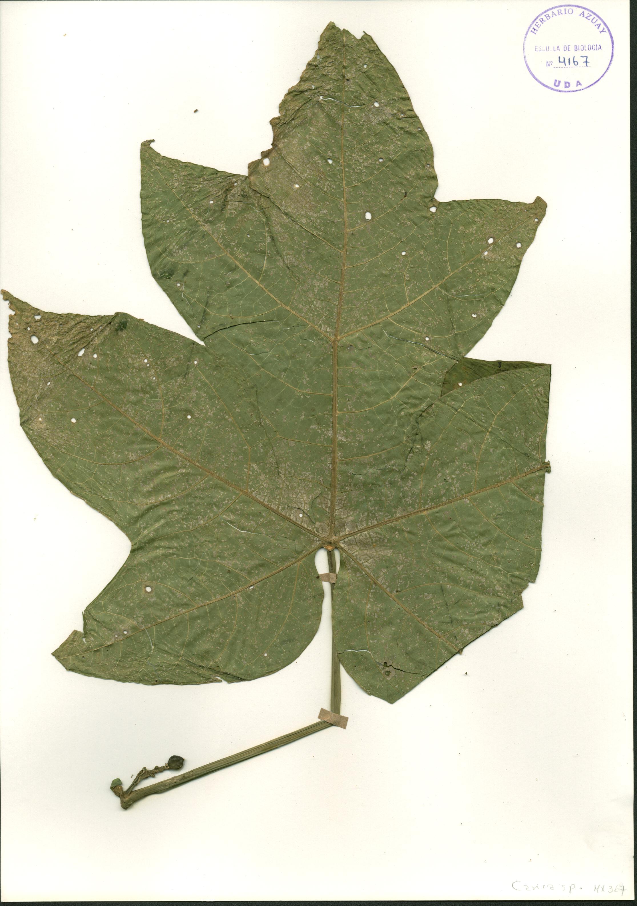 Vasconcellea microcarpa Jacq.
