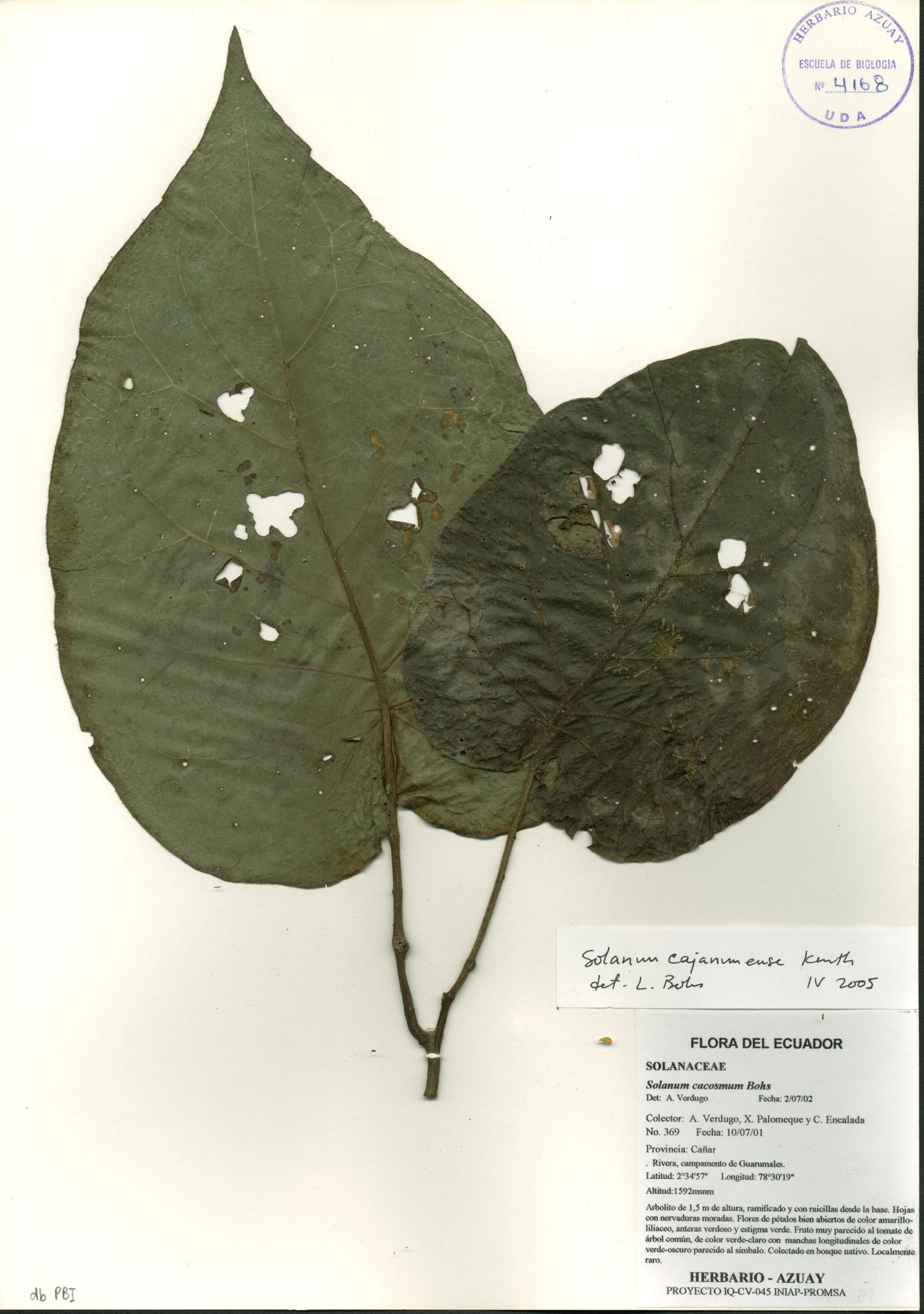 Solanum cajanumense Kunth