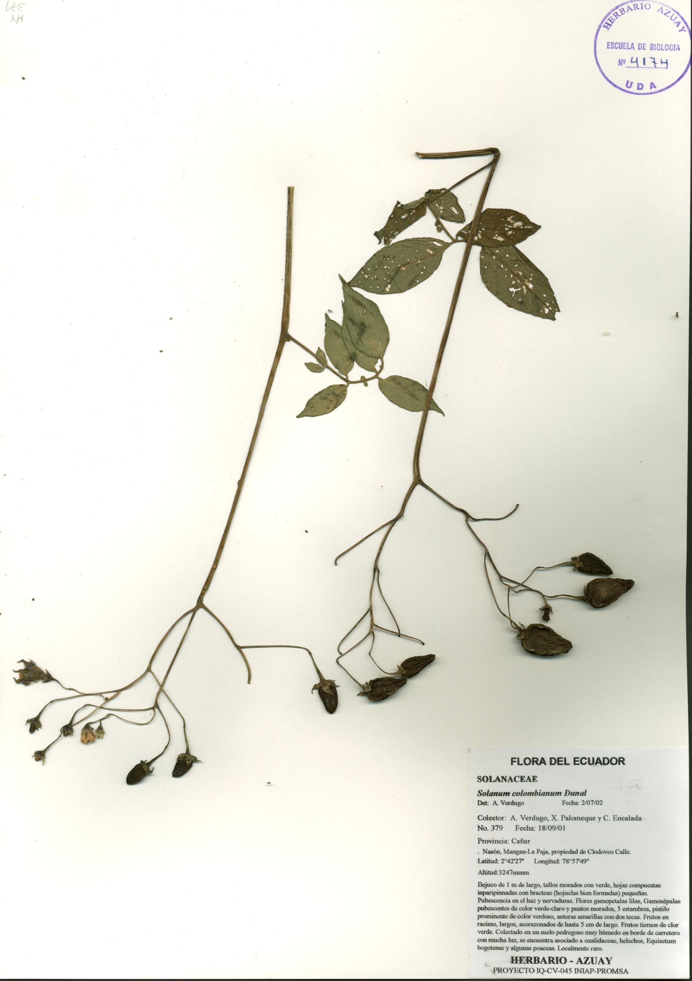 Solanum colombianum Dunal