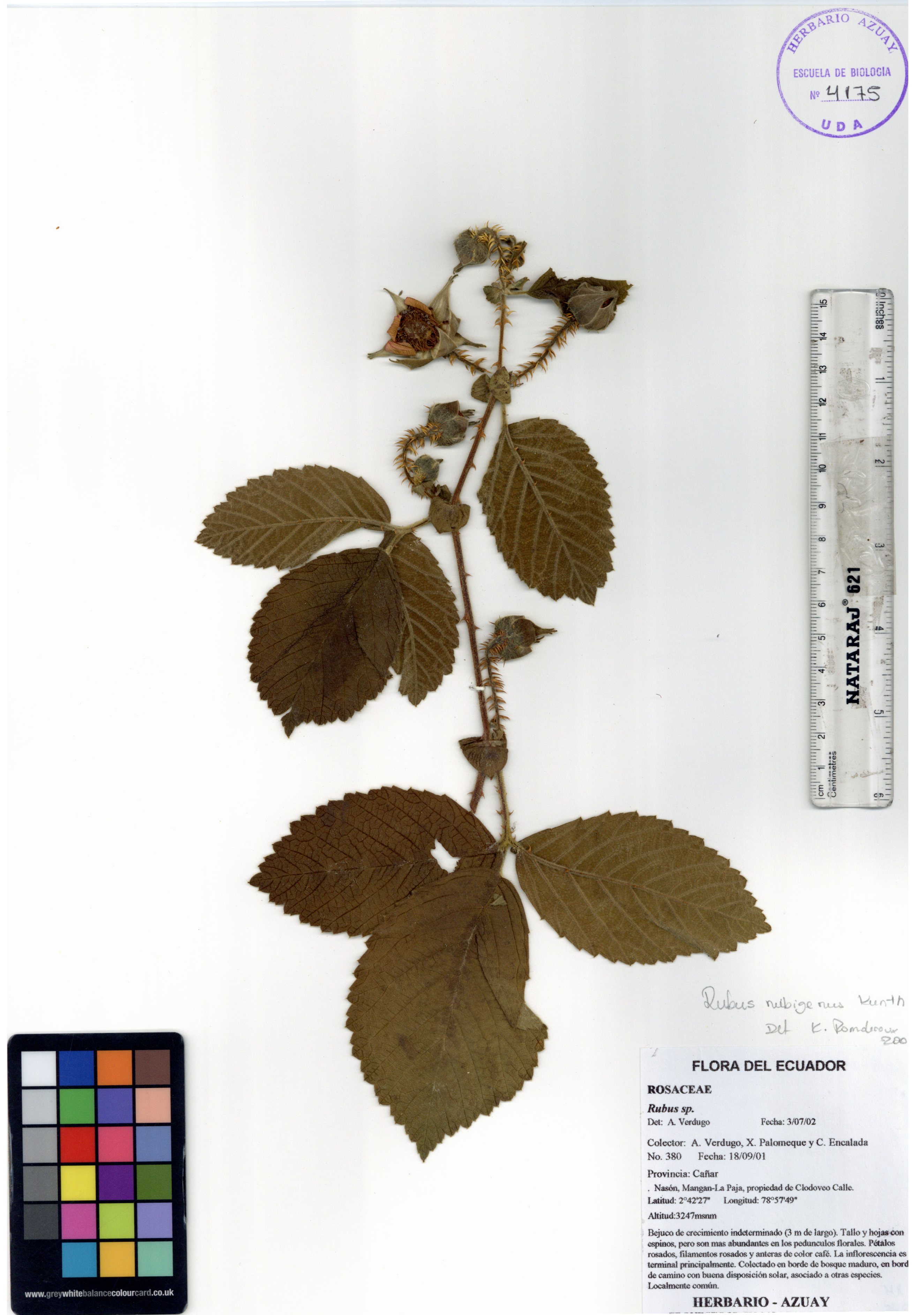 Rubus nubigenus Kunth