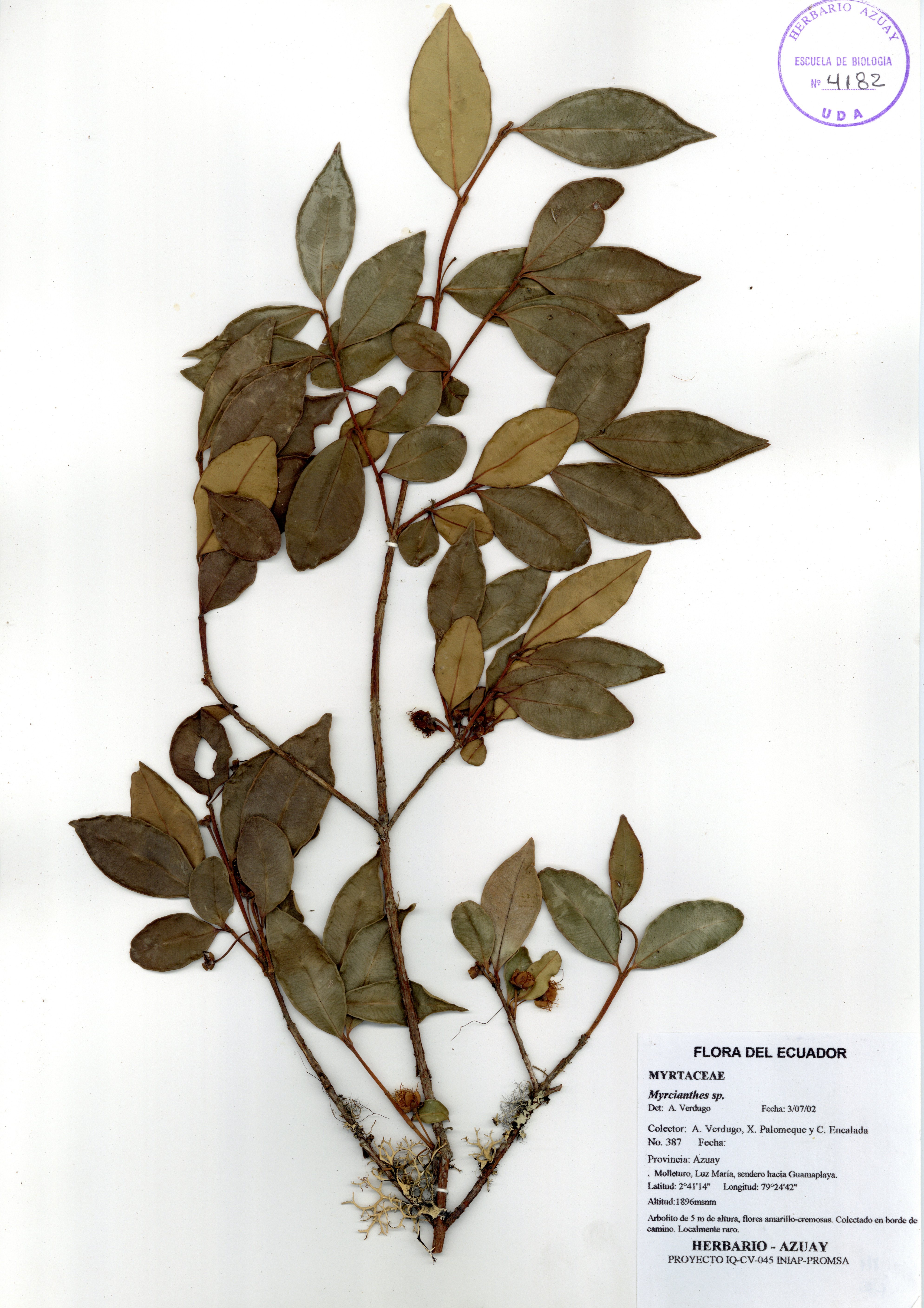 Myrcianthes sp. SIN DETERMINAR