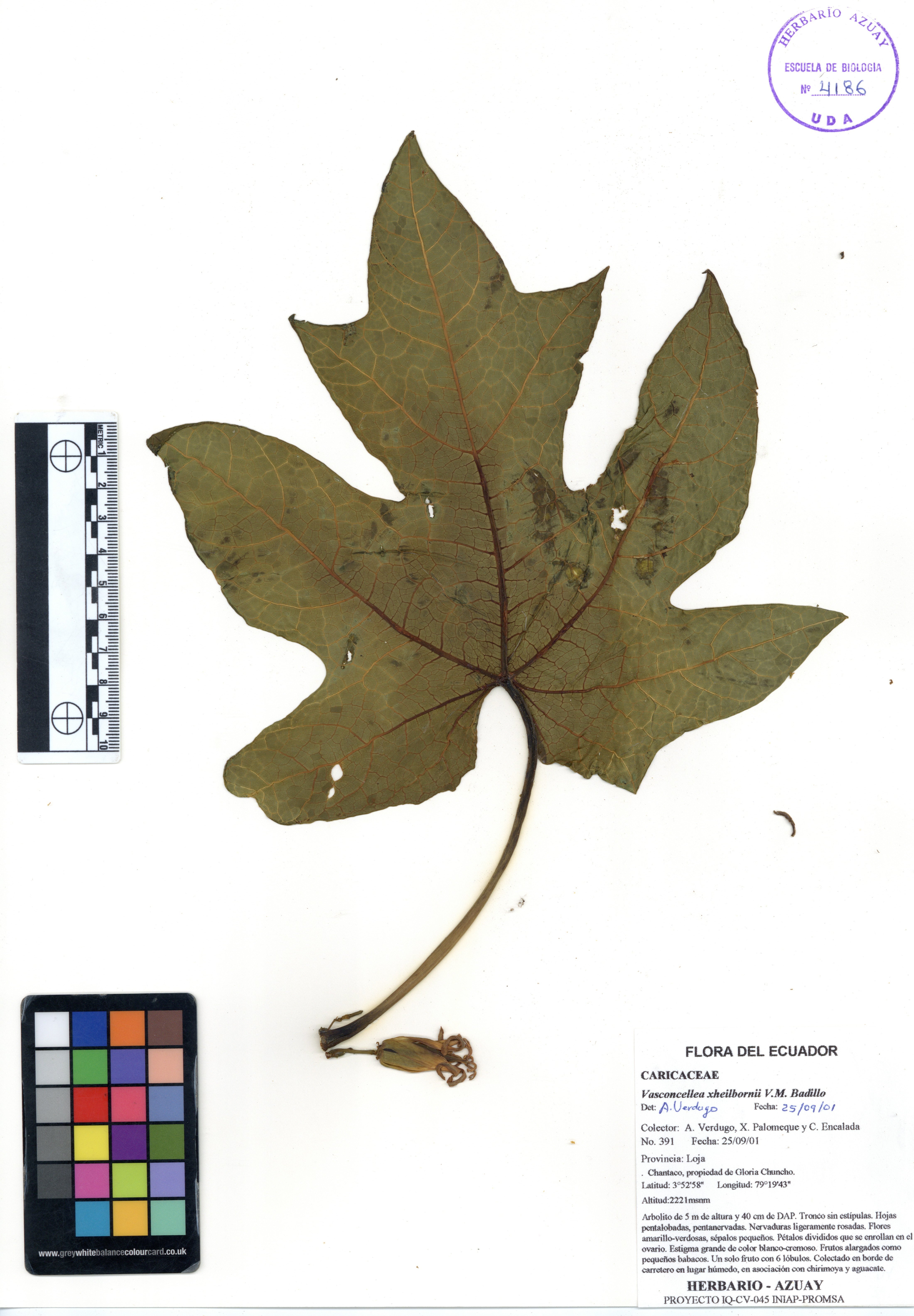 Vasconcellea xheilbornii V.M. Badillo