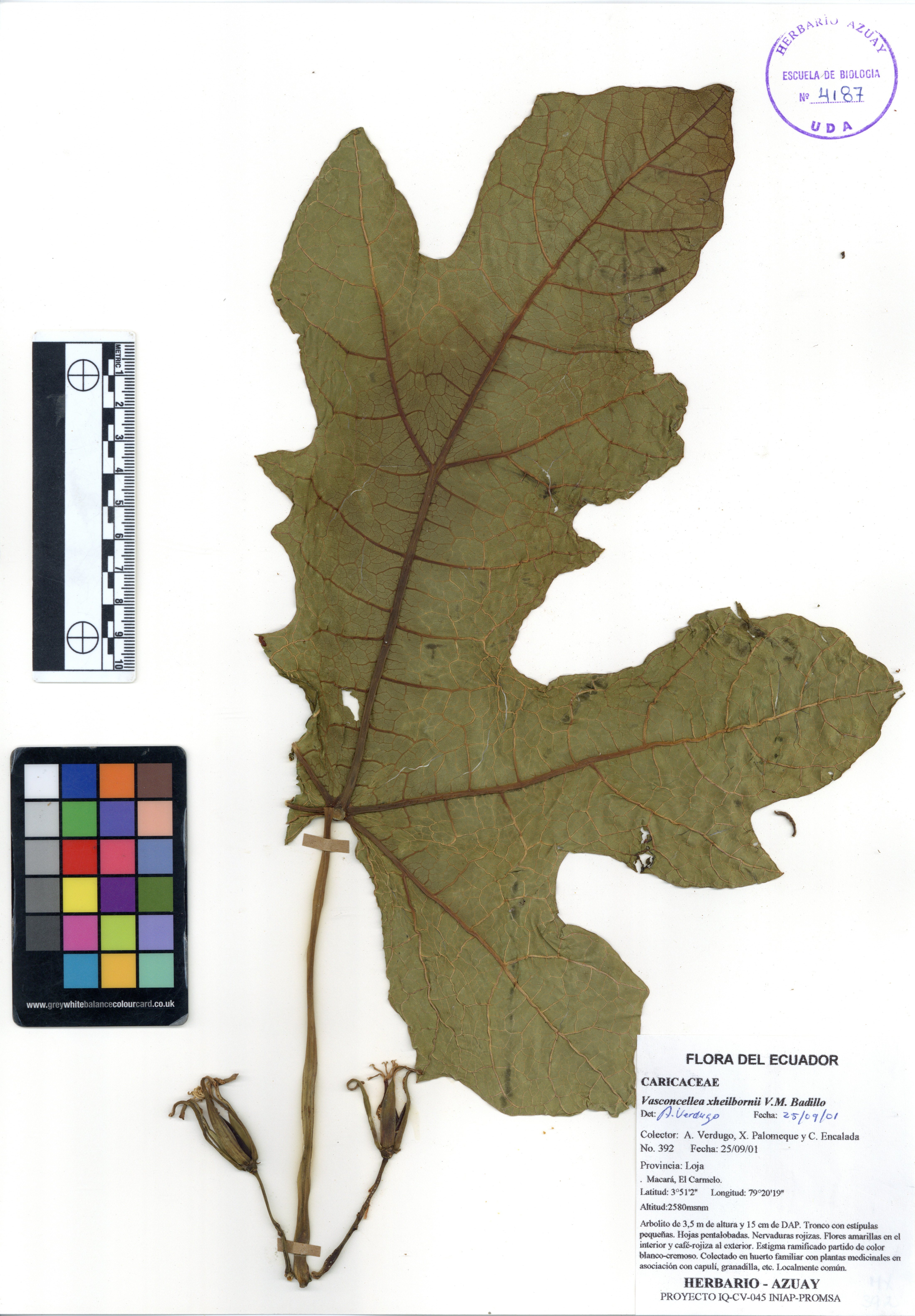 Vasconcellea xheilbornii V.M. Badillo