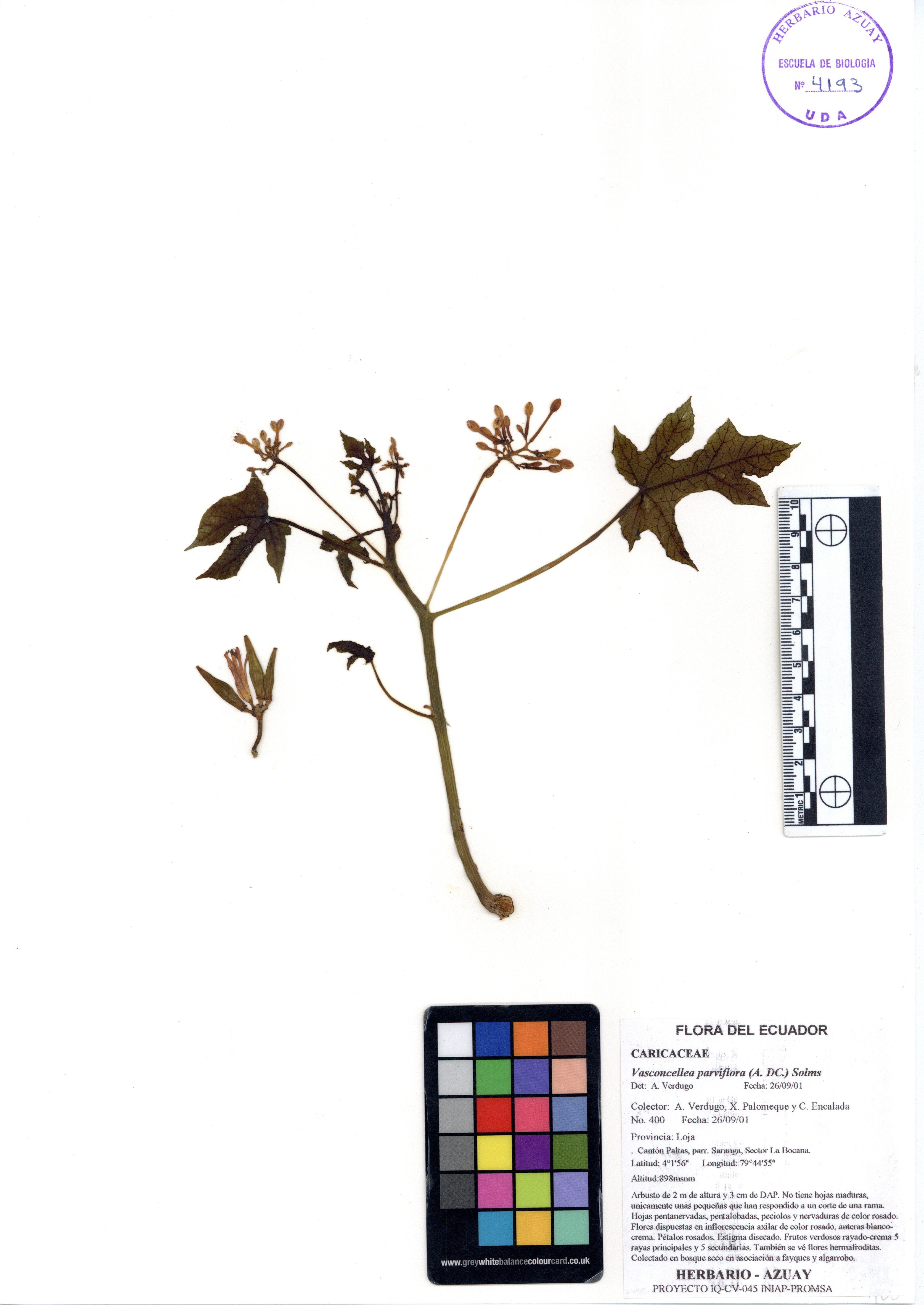 Vasconcellea parviflora (A. DC.) Solms